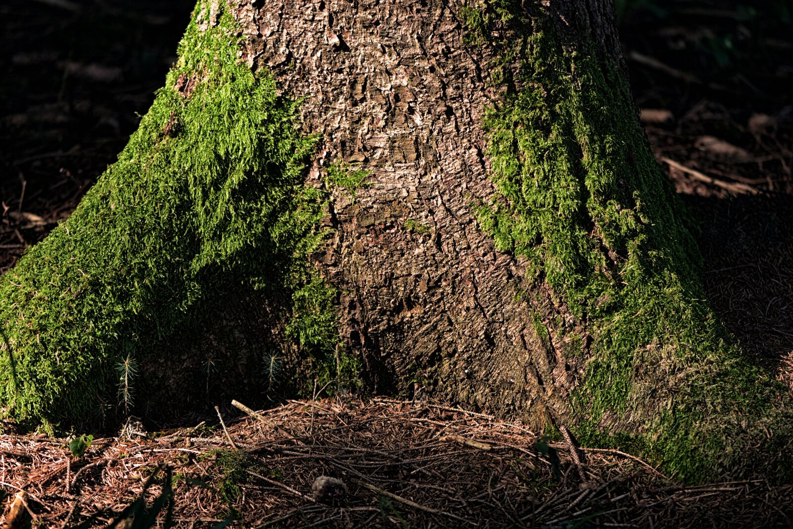 Nikon D7200 sample photo. Tree, forest, moss photography