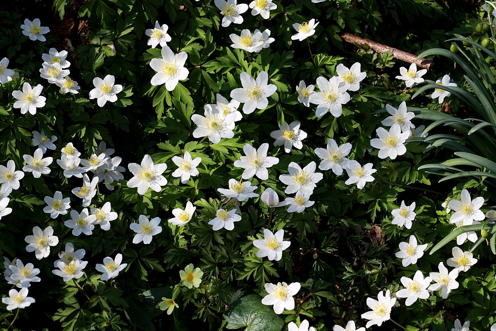 Canon RF 24-105mm F4L IS USM sample photo. Wood anemone, spring flower photography