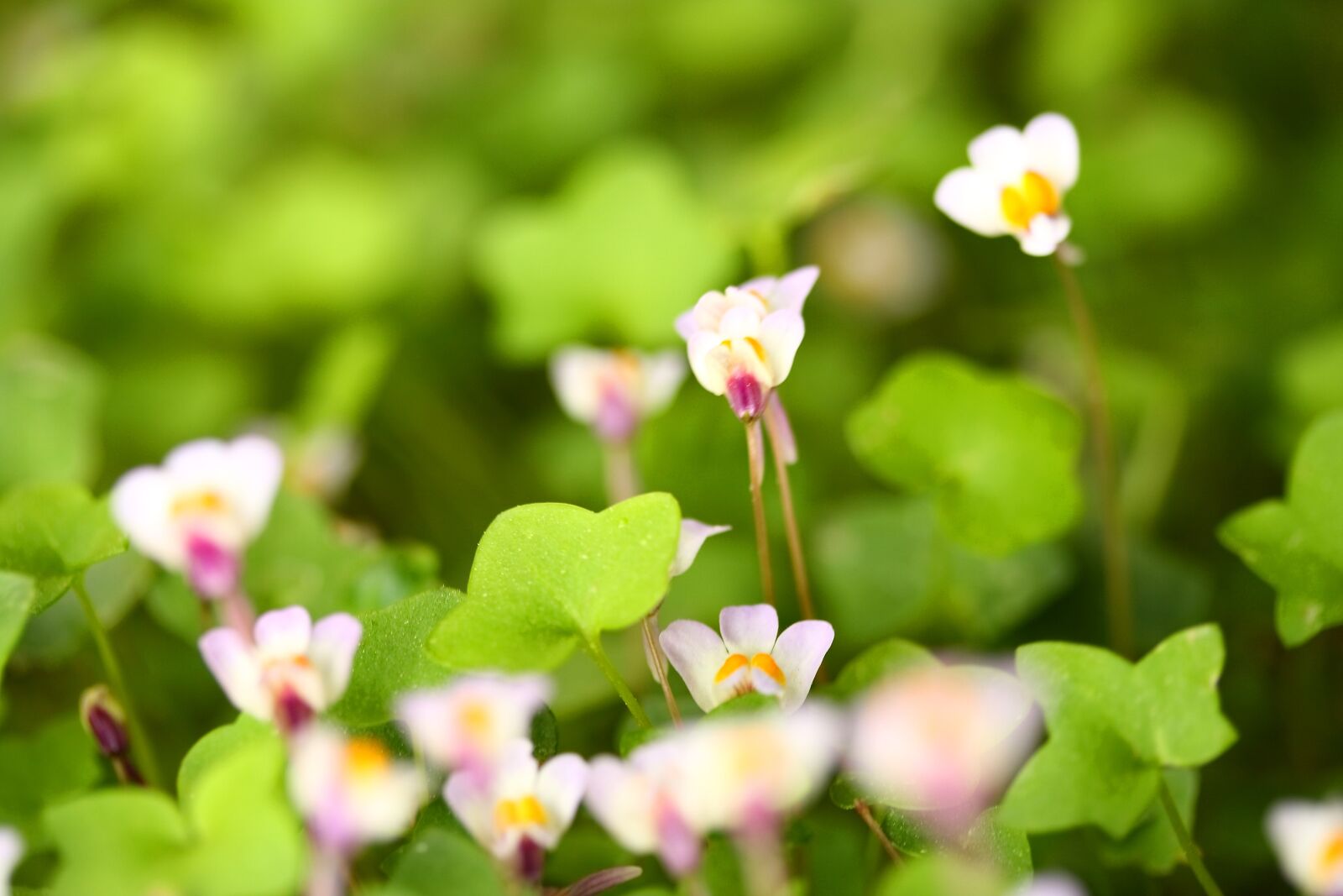 Canon EOS 40D sample photo. Nature, plant, flower photography