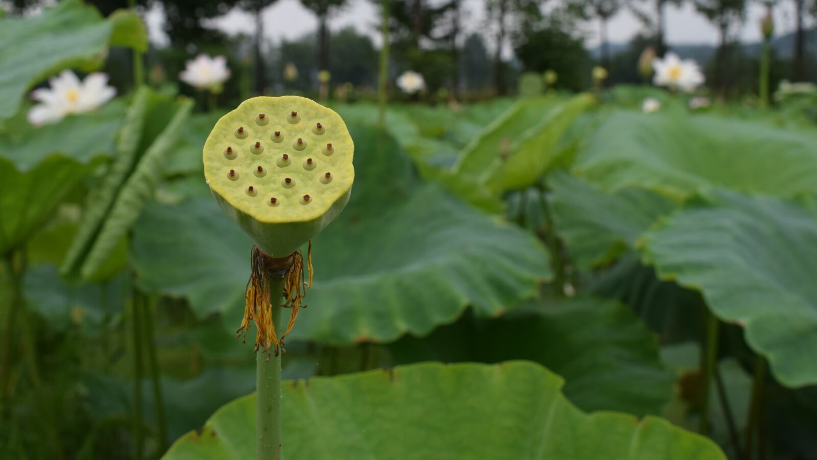 Nikon D3300 sample photo. Lotus disc, pond, country photography
