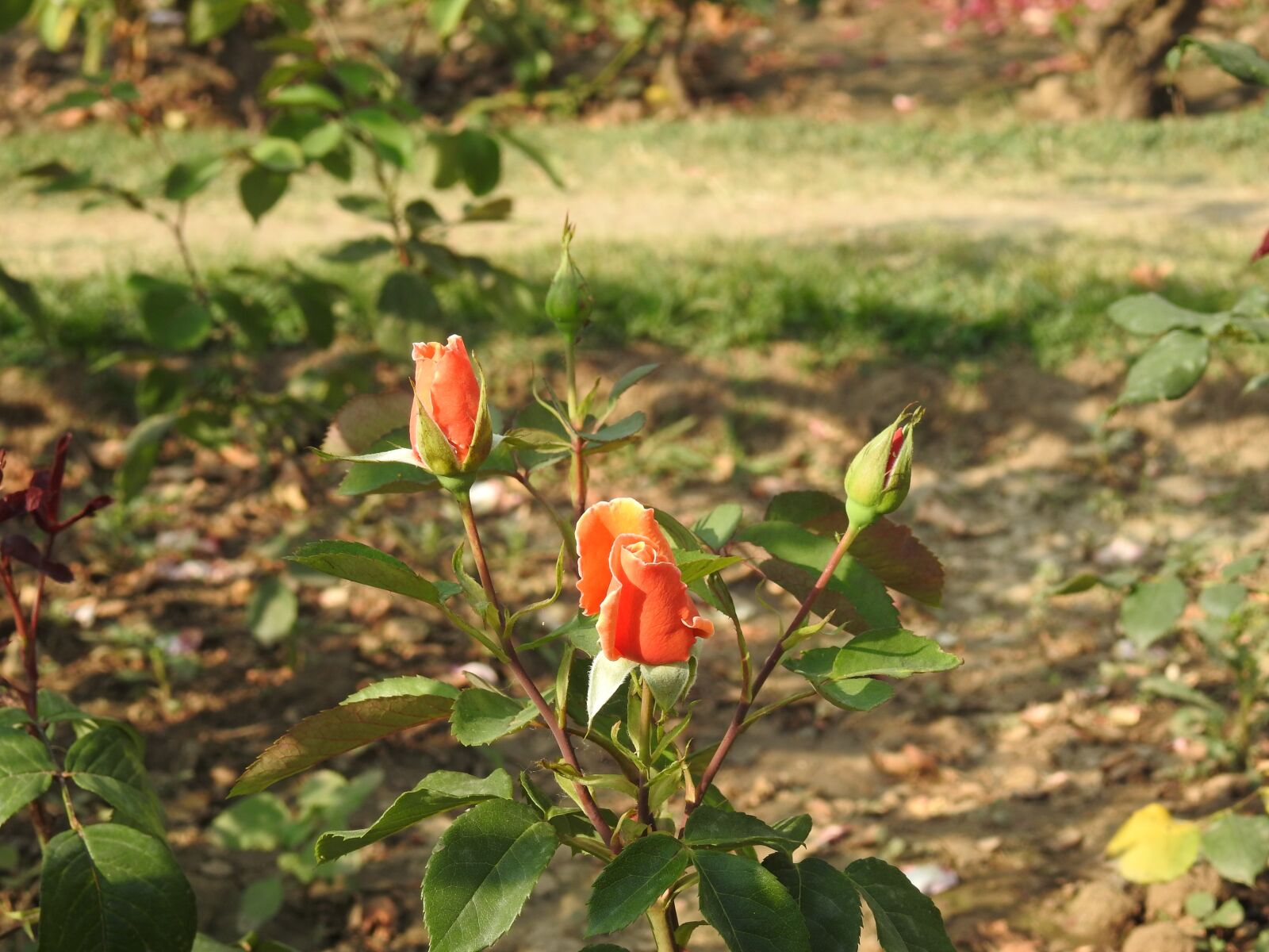 Nikon Coolpix P900 sample photo. Flower, leaf, nature photography
