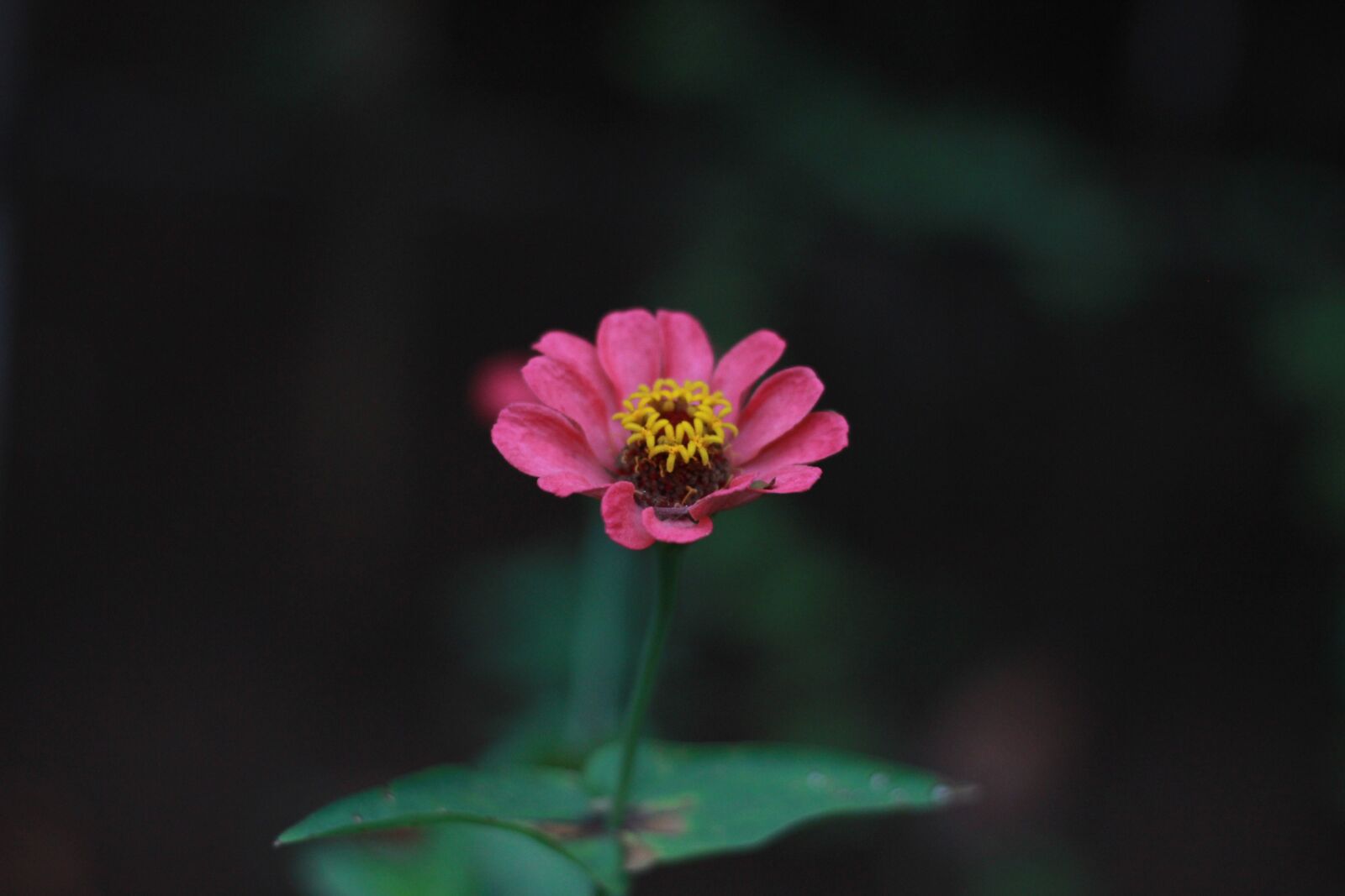 Canon EF 50mm F1.8 STM sample photo. Flowers, garden, indonesia photography