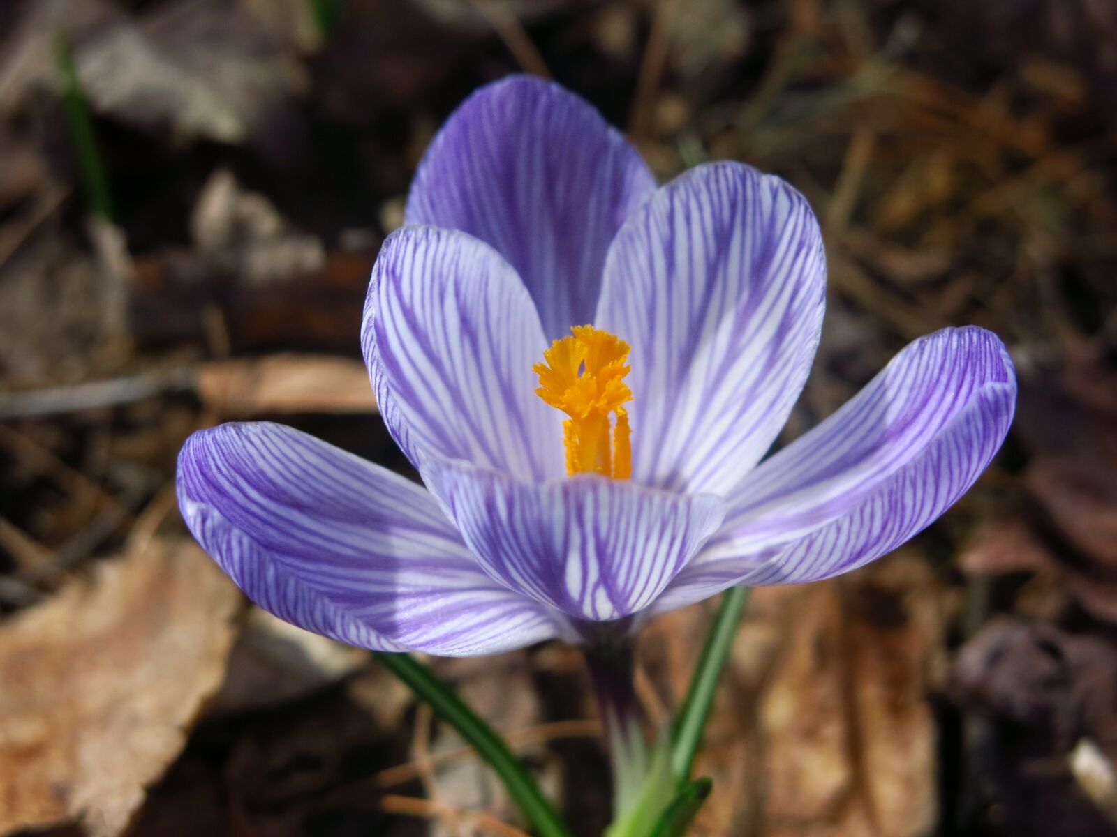 Canon PowerShot G15 sample photo. Crocus, spring, flower photography