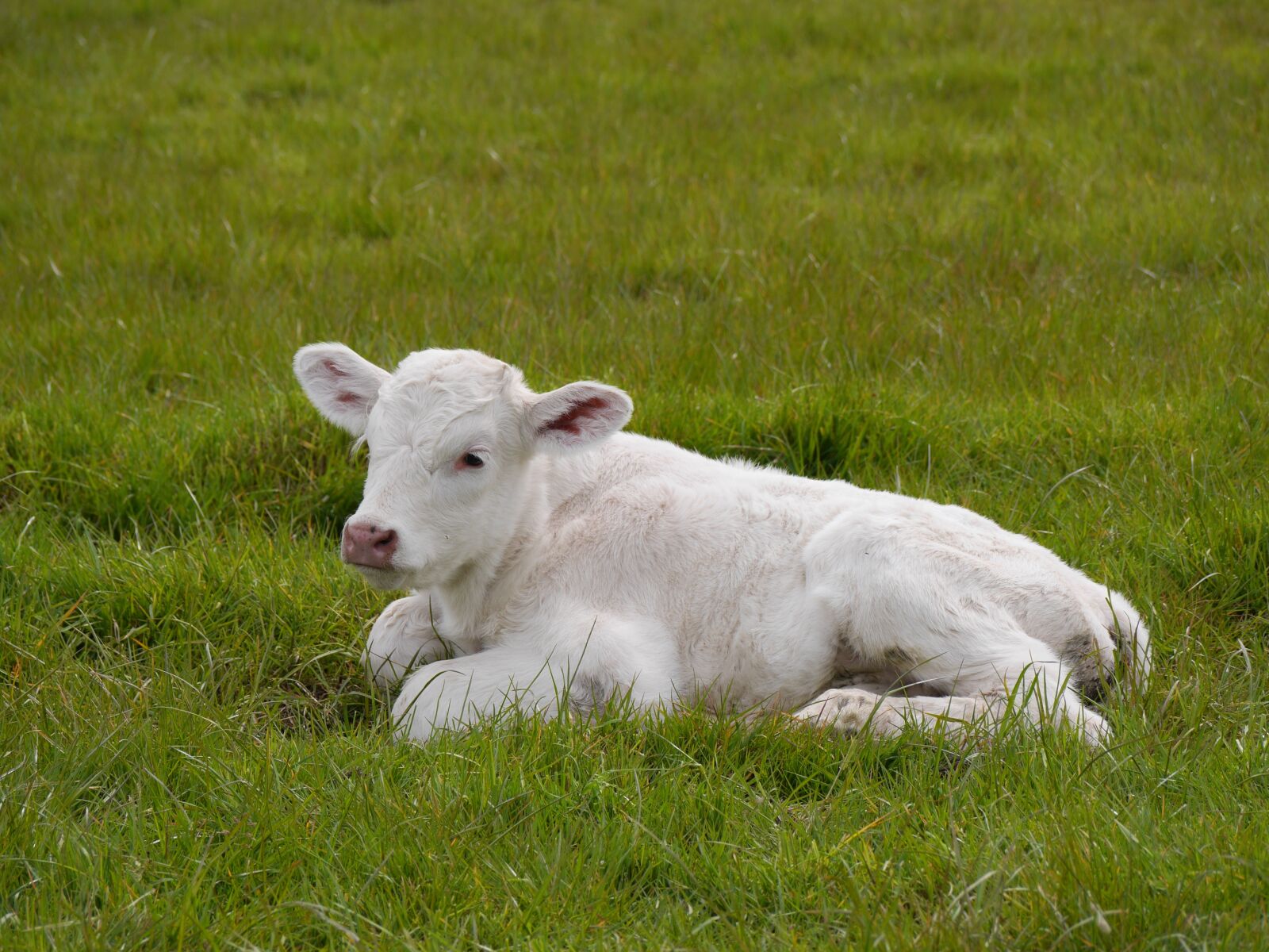 Panasonic Lumix DMC-GH3 sample photo. Calf, field, farm photography