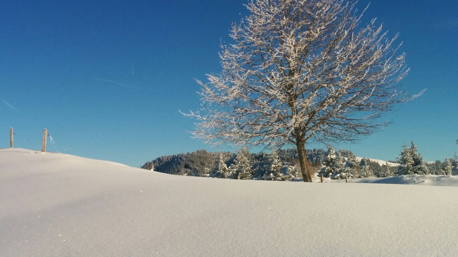 LG Nexus 5 sample photo. Wintry, tree, switzerland photography