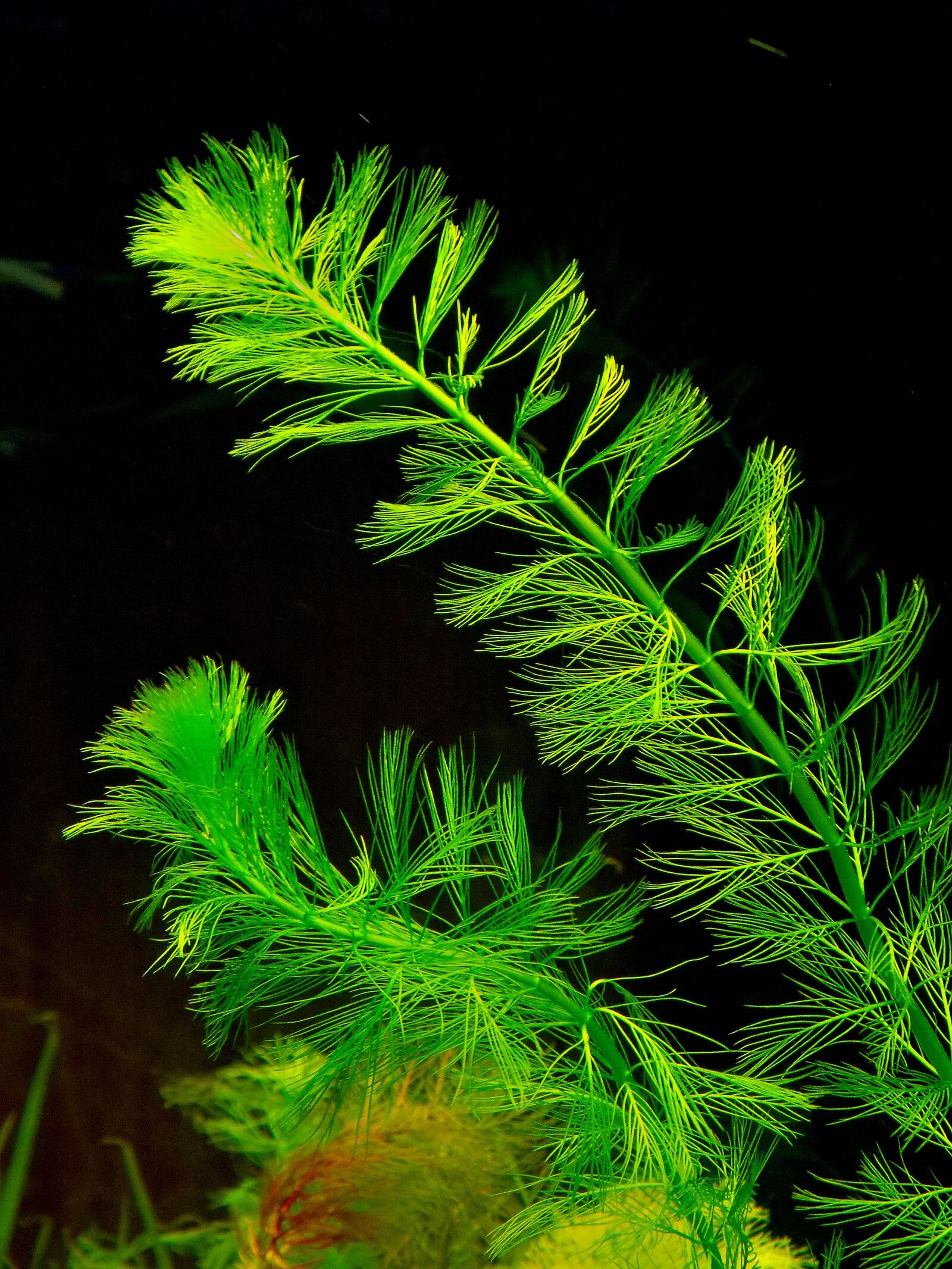 Nikon COOLPIX L330 sample photo. Myriophillum, peristaltic, plant photography