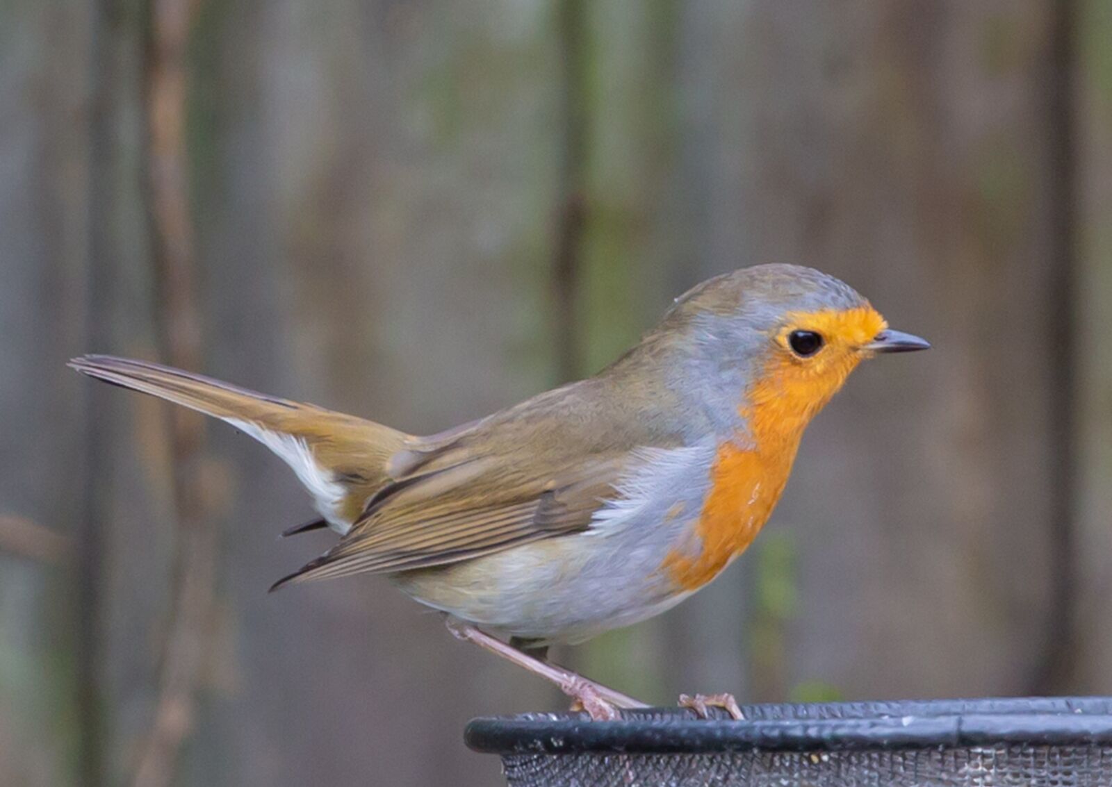 Canon EOS 5D Mark III + Canon EF 100-400mm F4.5-5.6L IS II USM sample photo. Robin redbreast, robin, bird photography