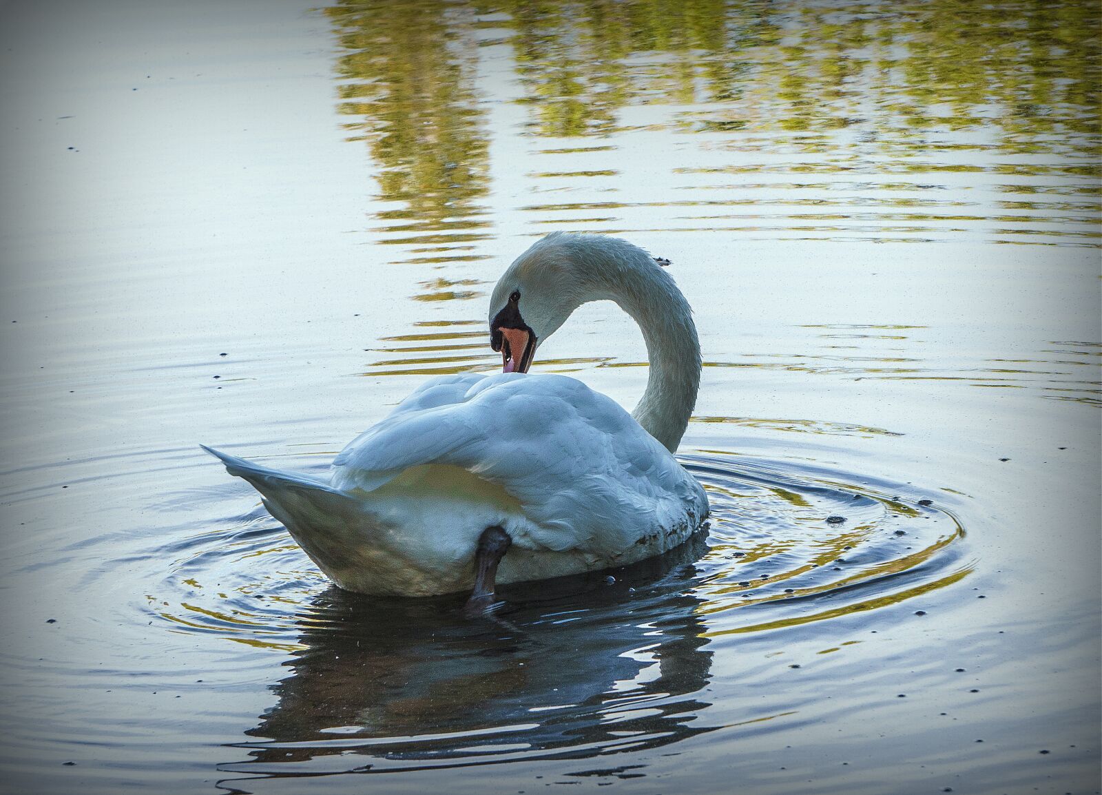 Sony a6000 sample photo. Swan, ave, white photography