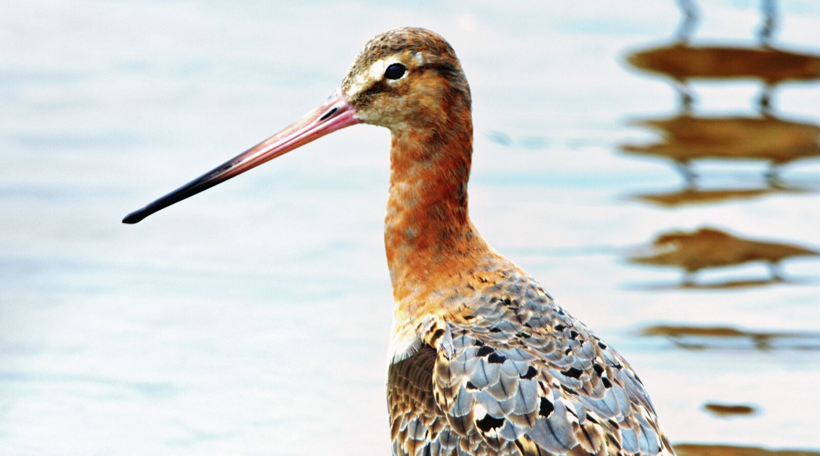 Nikon D7200 sample photo. Godwit, wader, bird photography