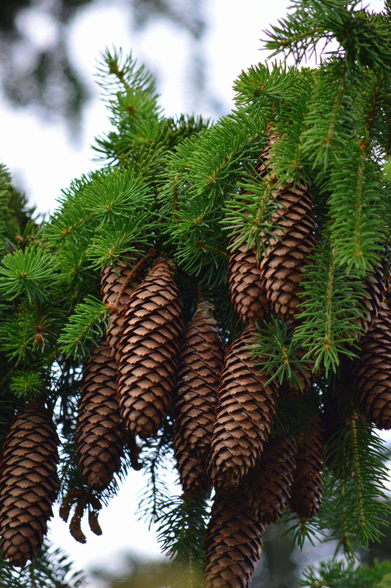 Nikon D3200 sample photo. Fir tree, tap, pine photography