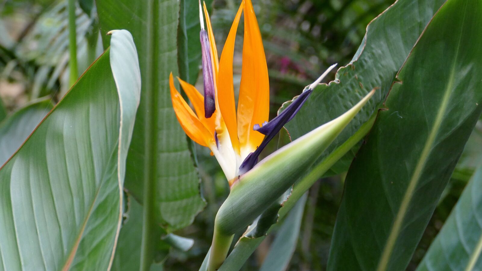 Panasonic Lumix DMC-FZ1000 sample photo. Bird of paradise flower photography