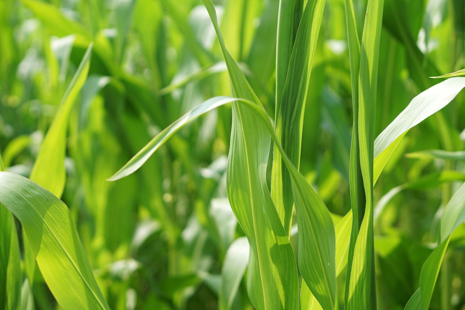 E 50mm F1.8 OSS sample photo. Cornfield, corn, field photography