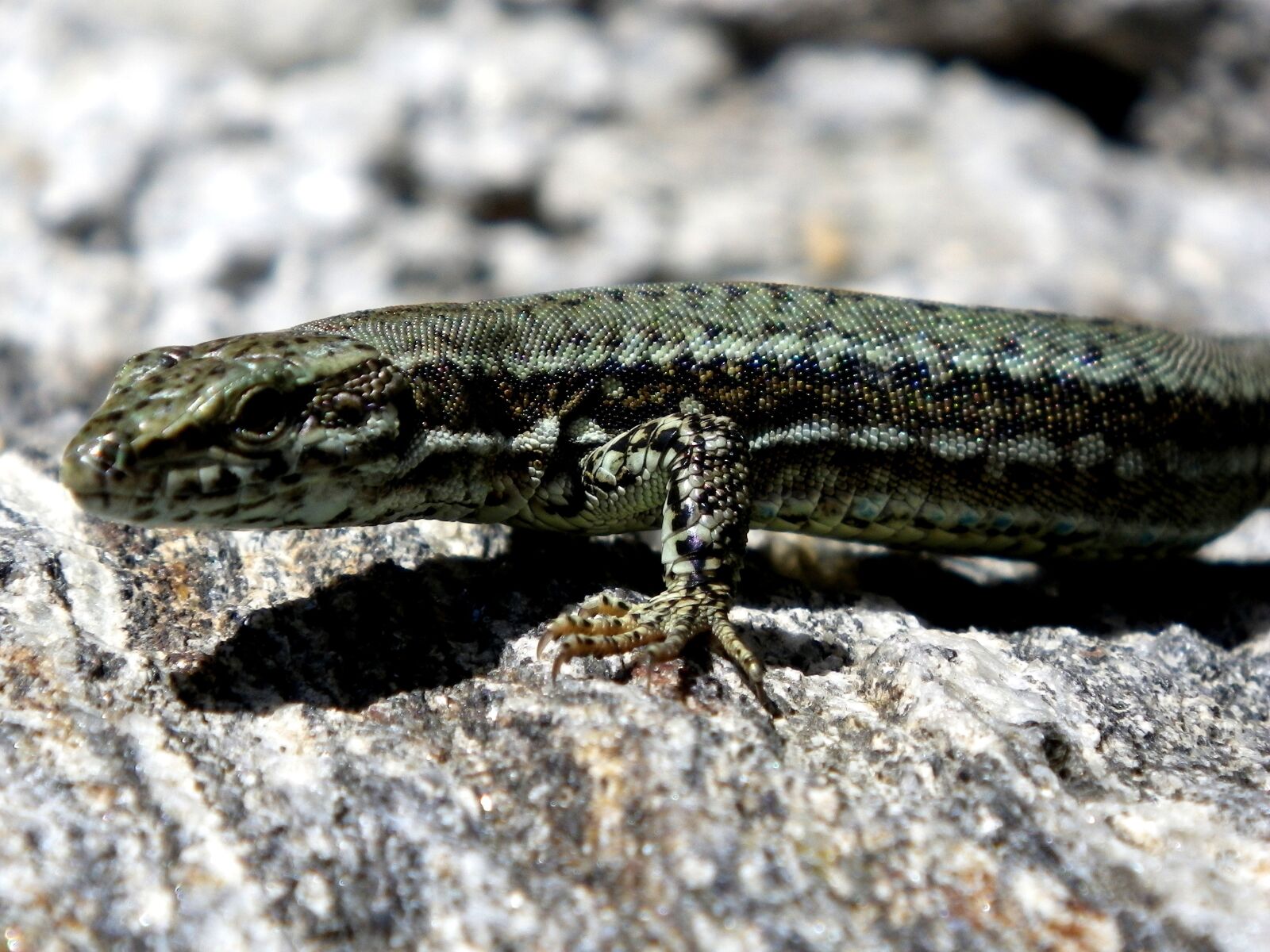 Pentax Optio W90 sample photo. Lizard, reptile, close up photography