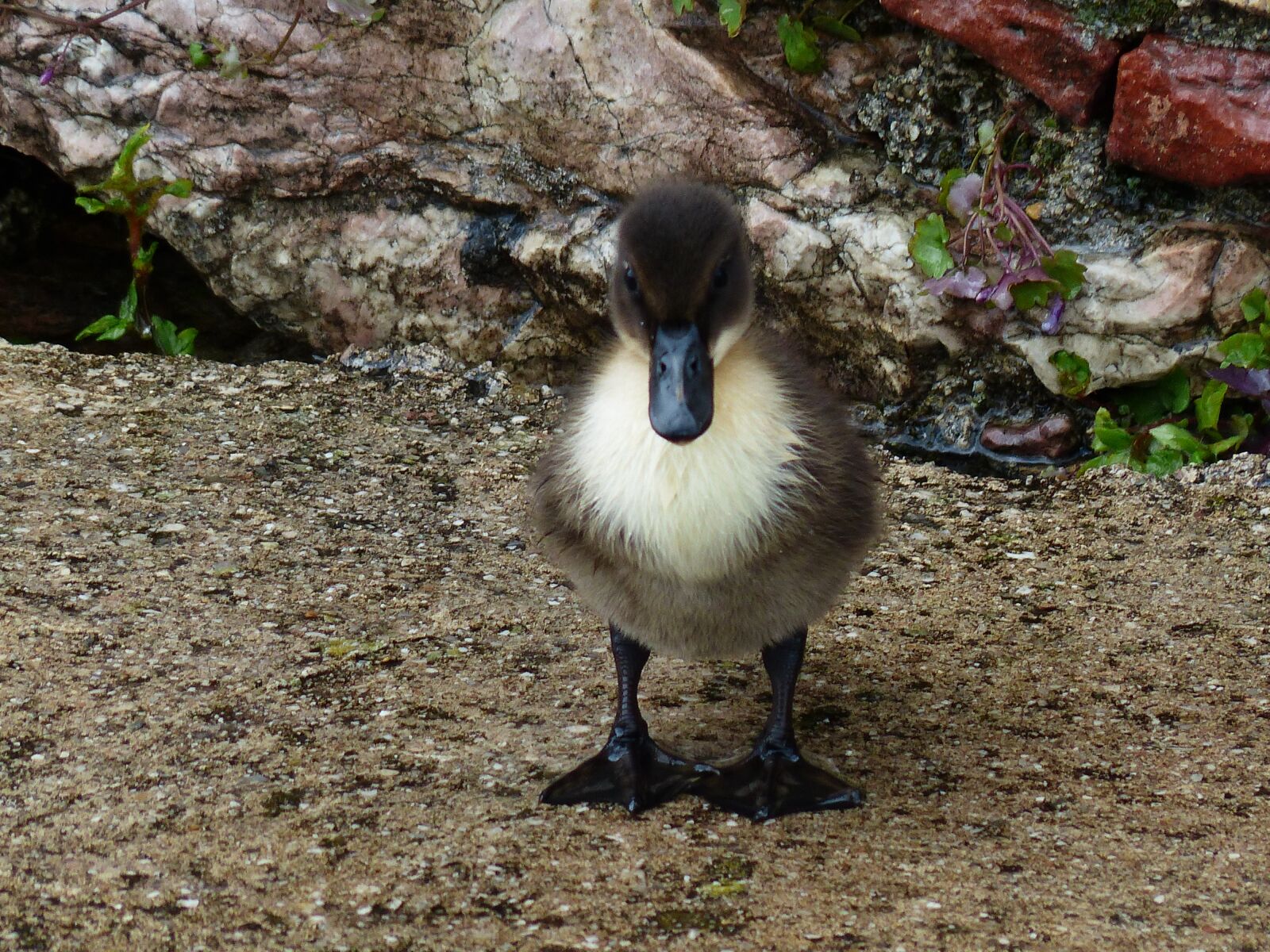 Panasonic Lumix DMC-FZ200 sample photo. Ducks, chicks, small photography