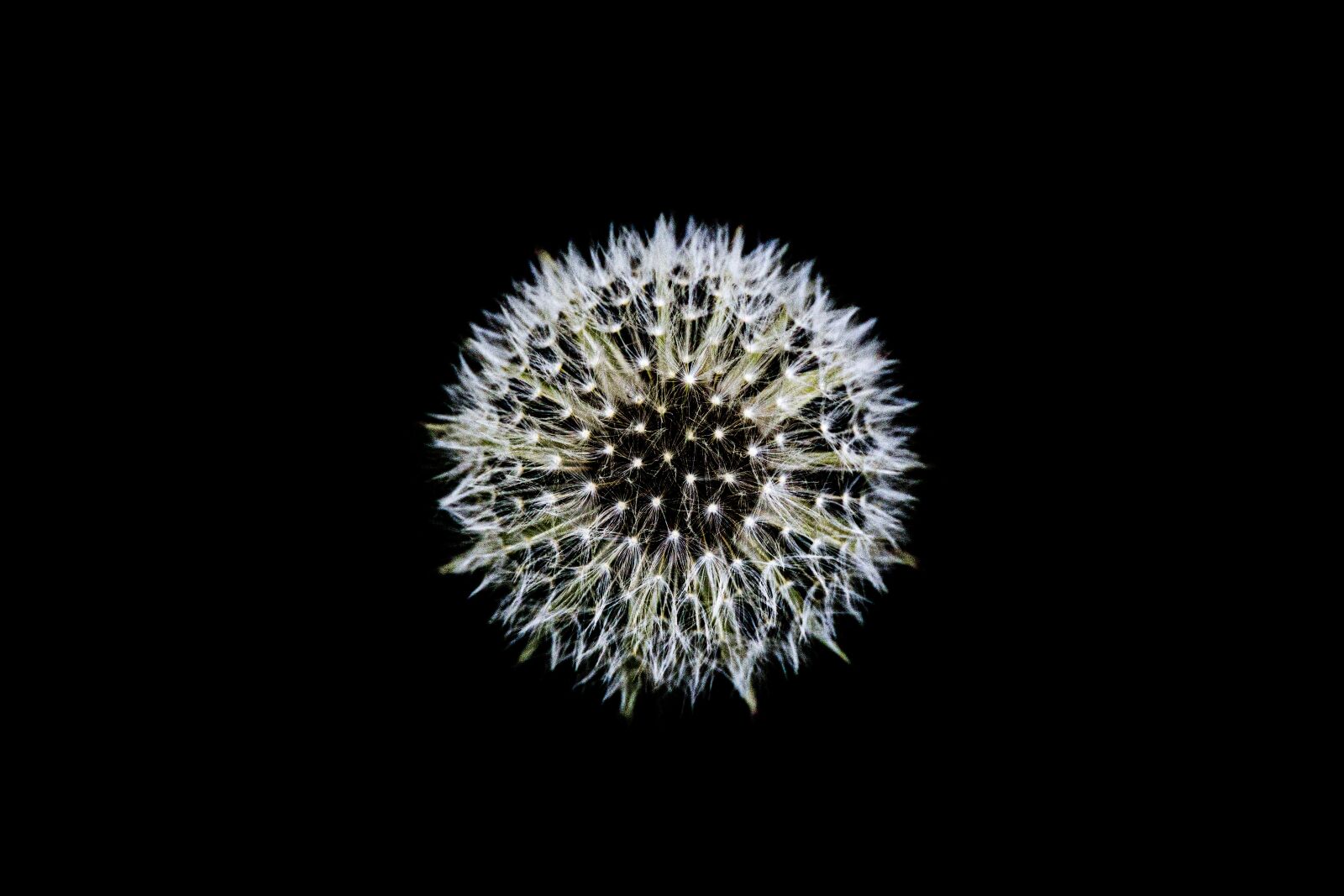 Canon EOS R sample photo. Dandelion, close up, seeds photography