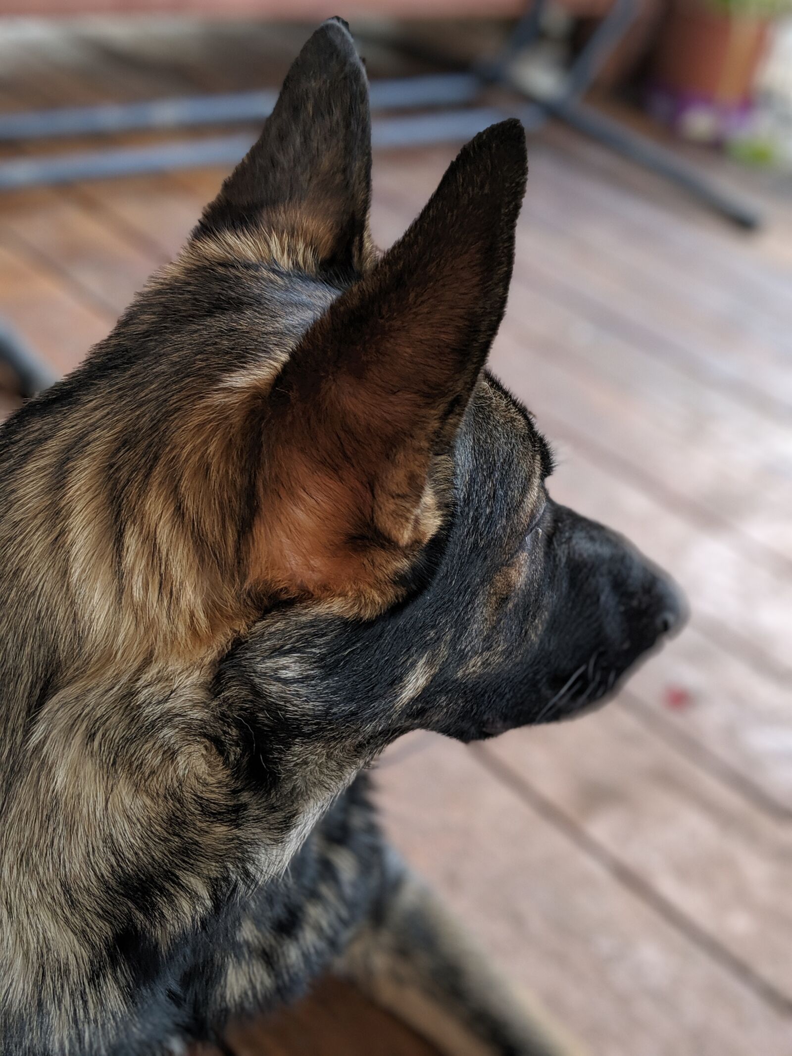 Google Pixel 3 XL sample photo. Dog, german shepard, pet photography