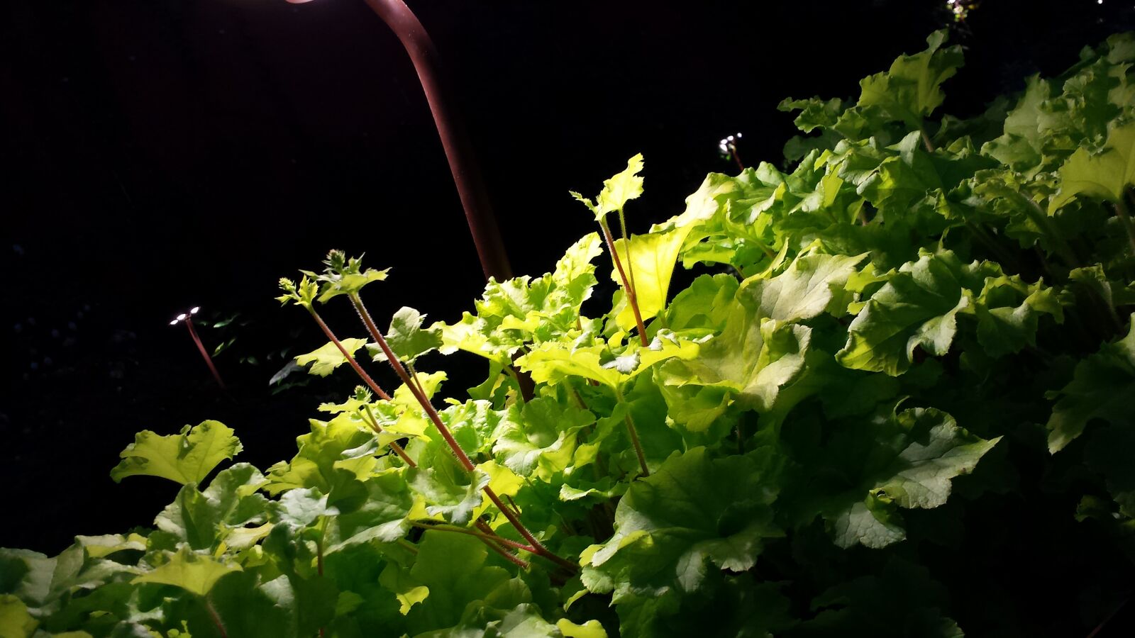 Samsung Galaxy S4 sample photo. Green, architecture photography