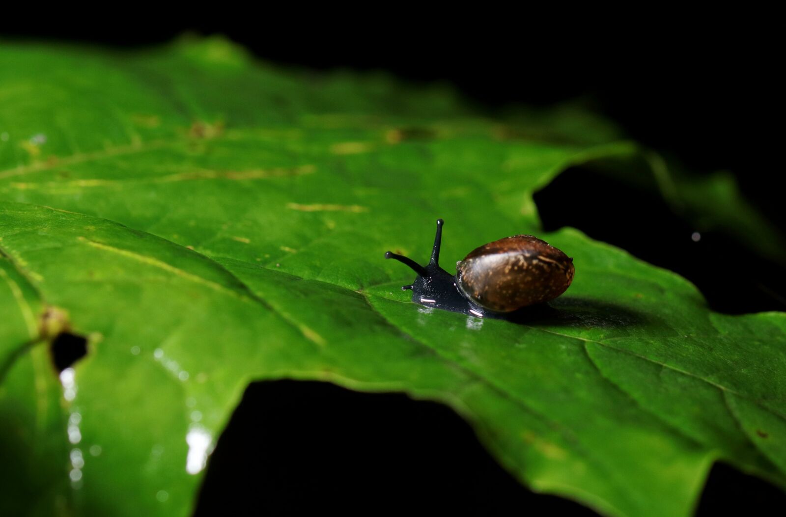 Canon EOS 80D sample photo. Snail, forest, invertebrates photography