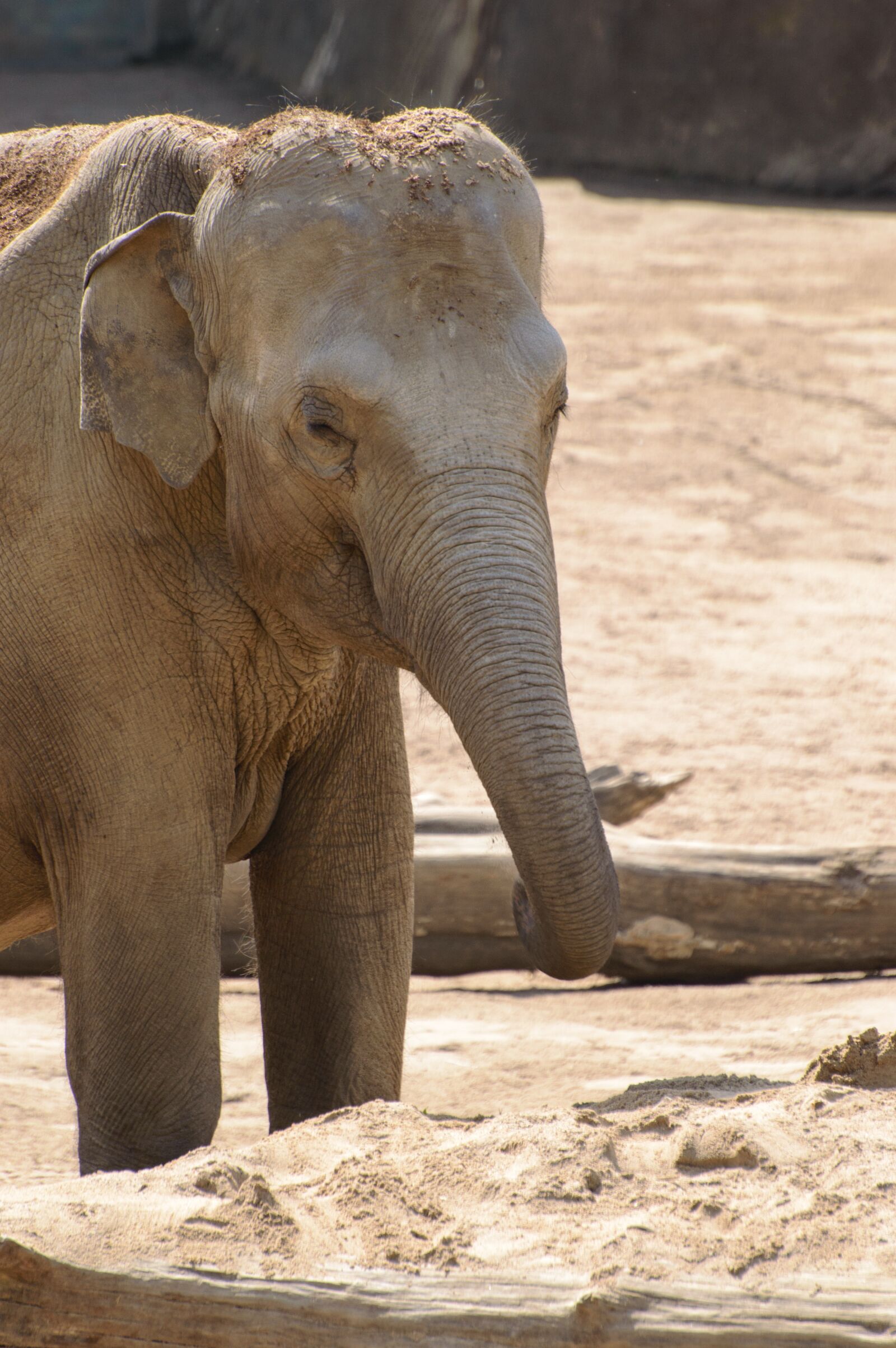 Nikon D3200 sample photo. Elephant, zoo, safari photography