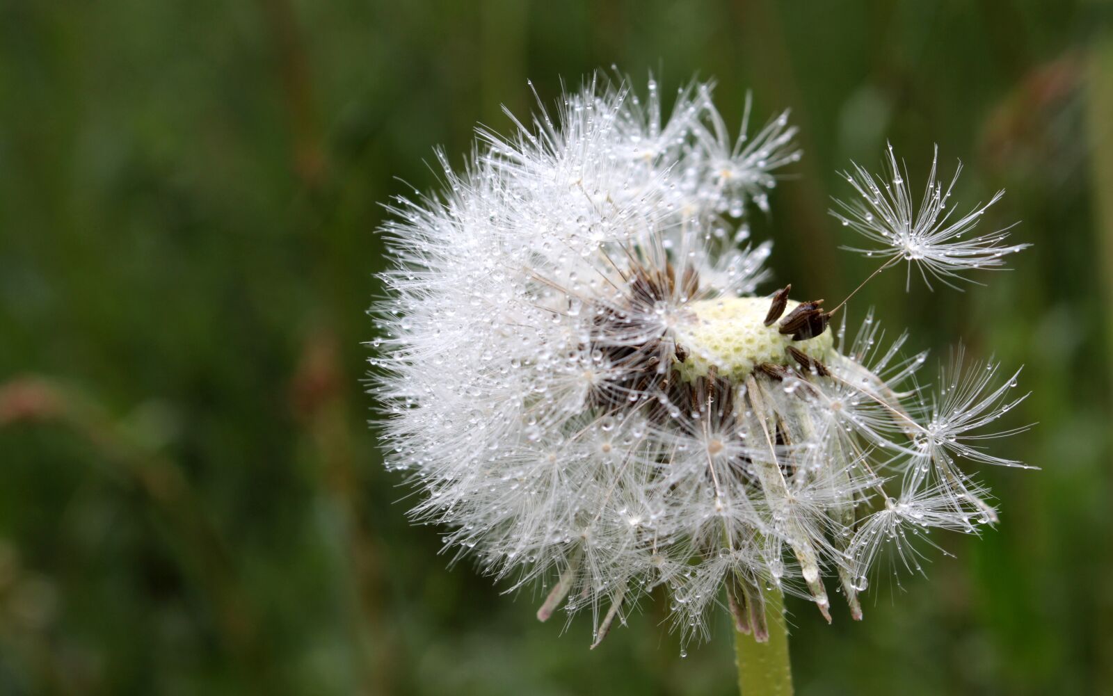 Canon EOS 650D (EOS Rebel T4i / EOS Kiss X6i) sample photo. Dandelion, flying seeds, seeds photography