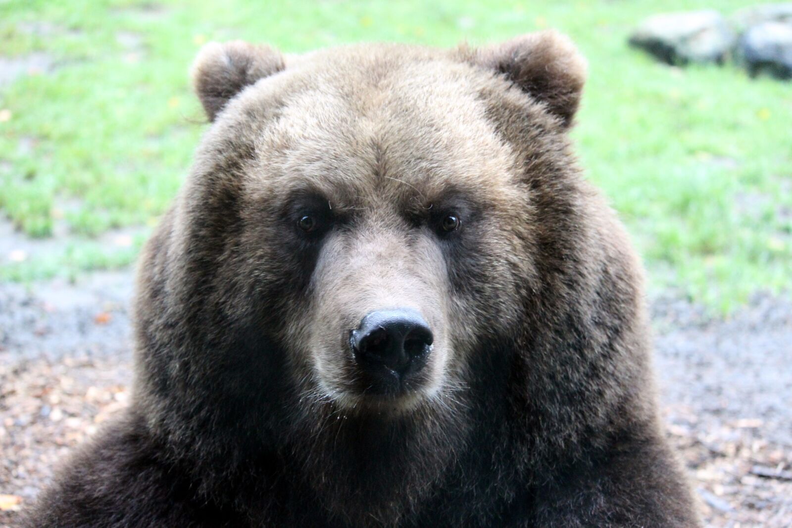 Canon EF-S 55-250mm F4-5.6 IS STM sample photo. Bear, brown bear, nature photography