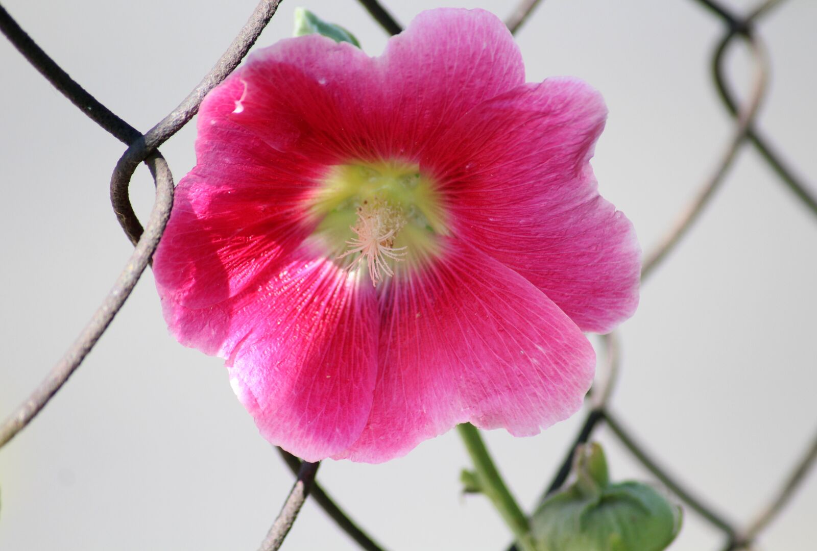 Canon EOS 1200D (EOS Rebel T5 / EOS Kiss X70 / EOS Hi) sample photo. Mallow, the hollyhock flower photography