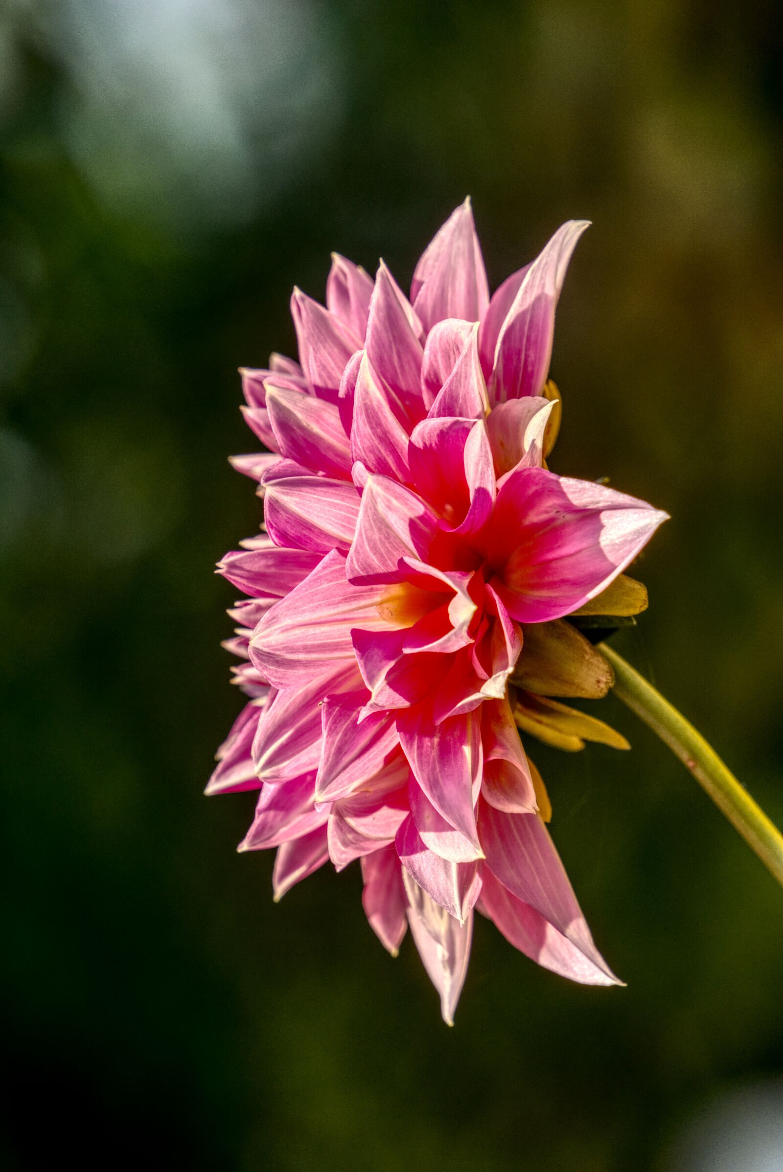 Sony a6000 sample photo. Dahlia, blossom, bloom photography