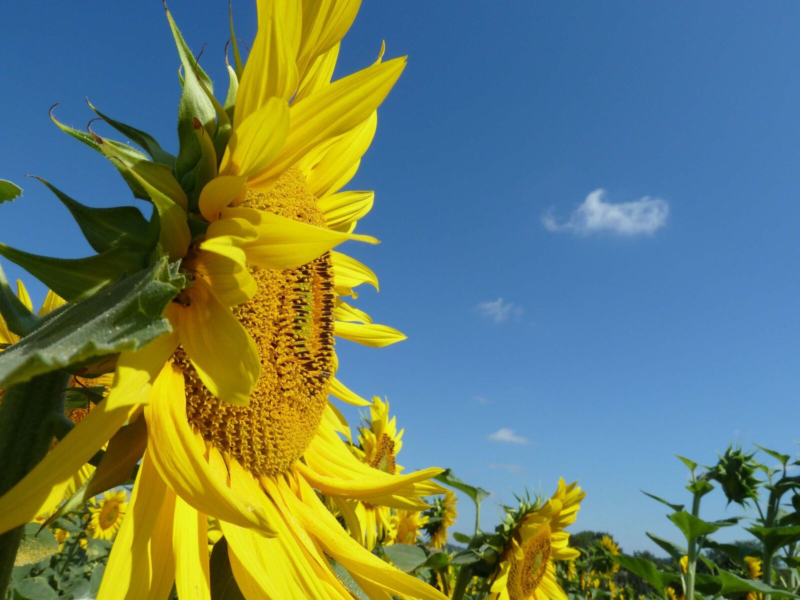 Panasonic Lumix DMC-ZS5 (Lumix DMC-TZ8) sample photo. Sunflower, sky, flower photography