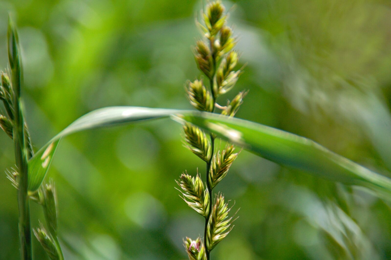 Nikon D50 sample photo. Aar, nature, wild photography