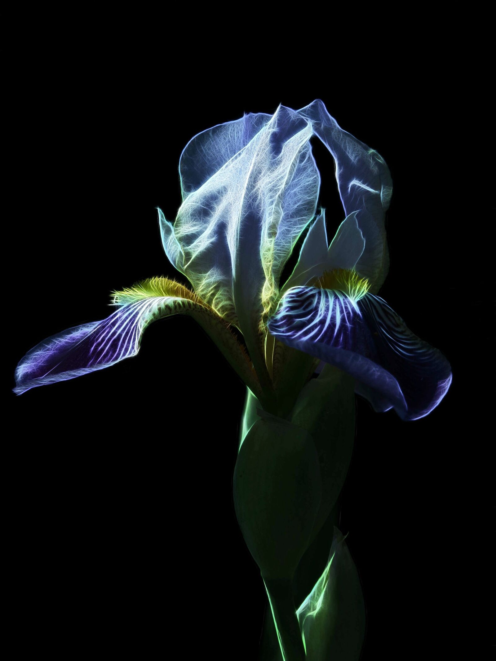 Canon PowerShot G15 sample photo. Bearded iris, medium-high beard photography