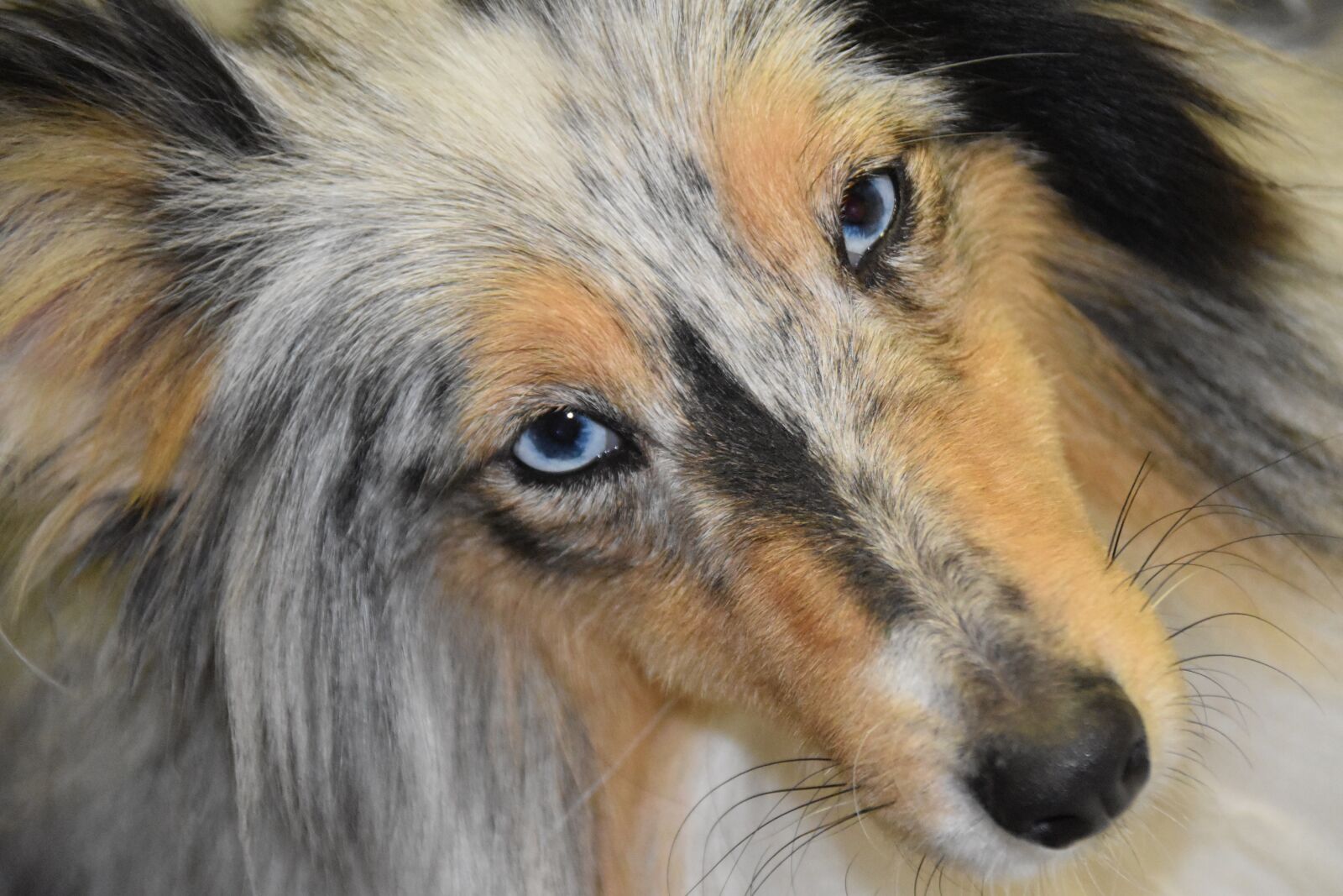 Nikon D5600 sample photo. Dog, bitch, dog portrait photography