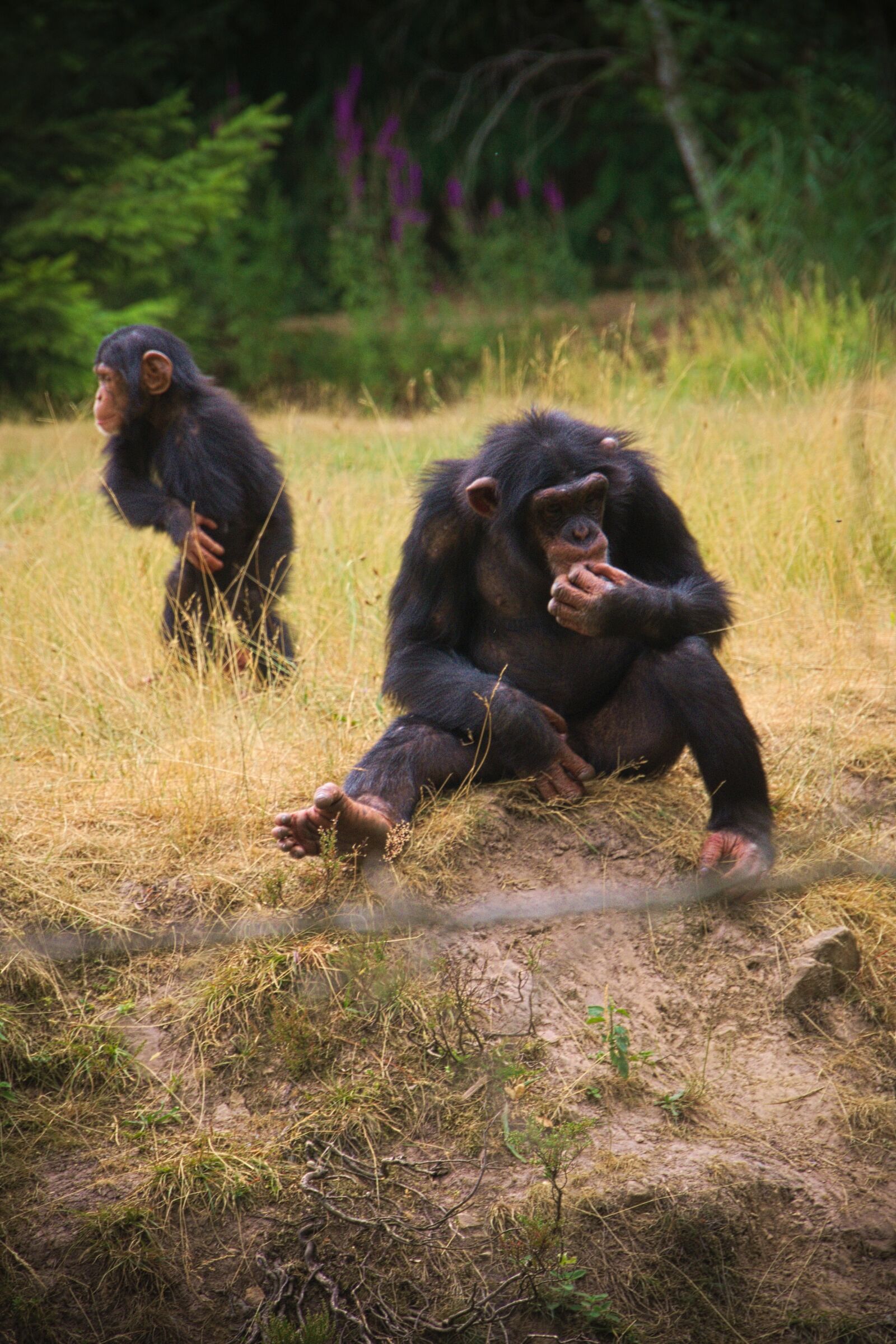 Panasonic Lumix DMC-GH3 sample photo. Monkey, animal, africa photography