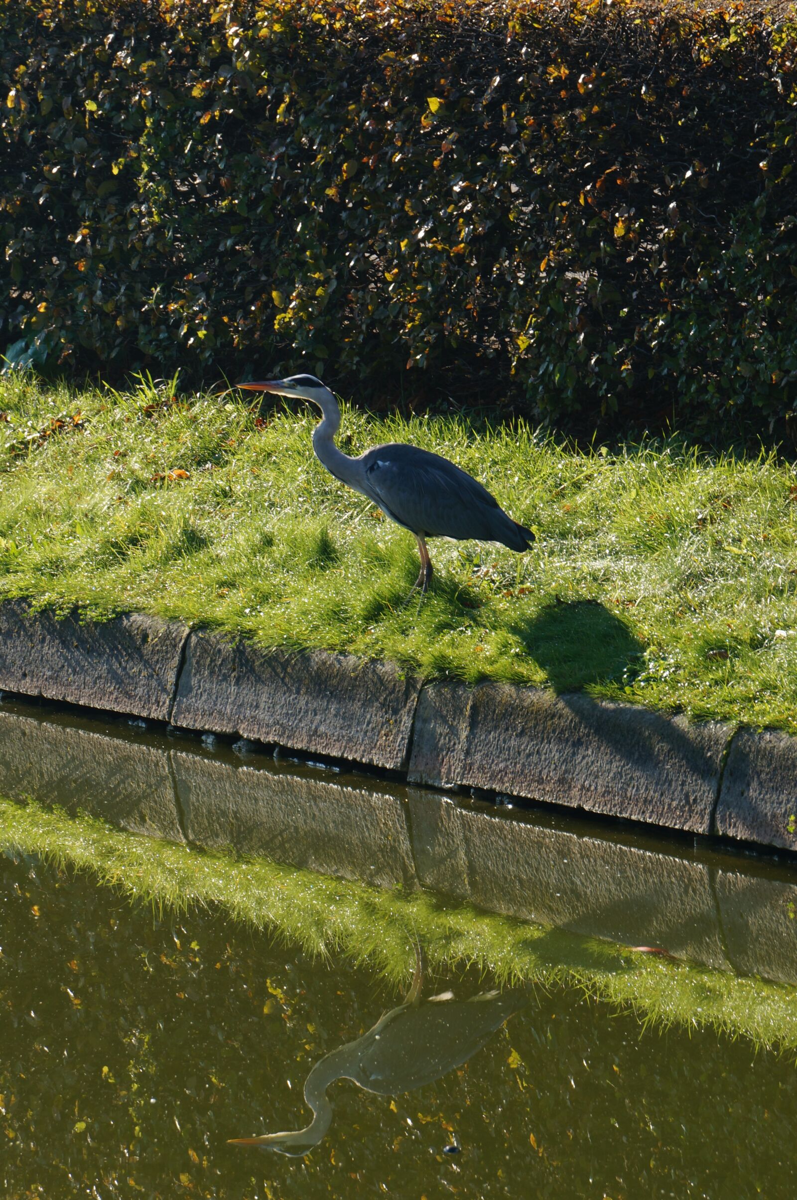 Sony Alpha NEX-6 sample photo. Grey heron, ardea cinerea photography