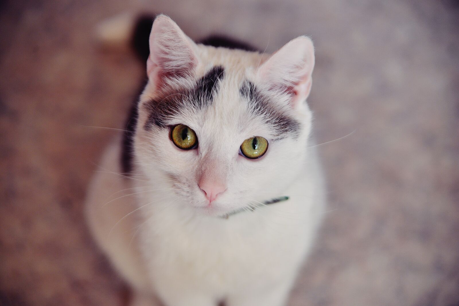 Nikon D610 sample photo. Cat, housecat, pet photography