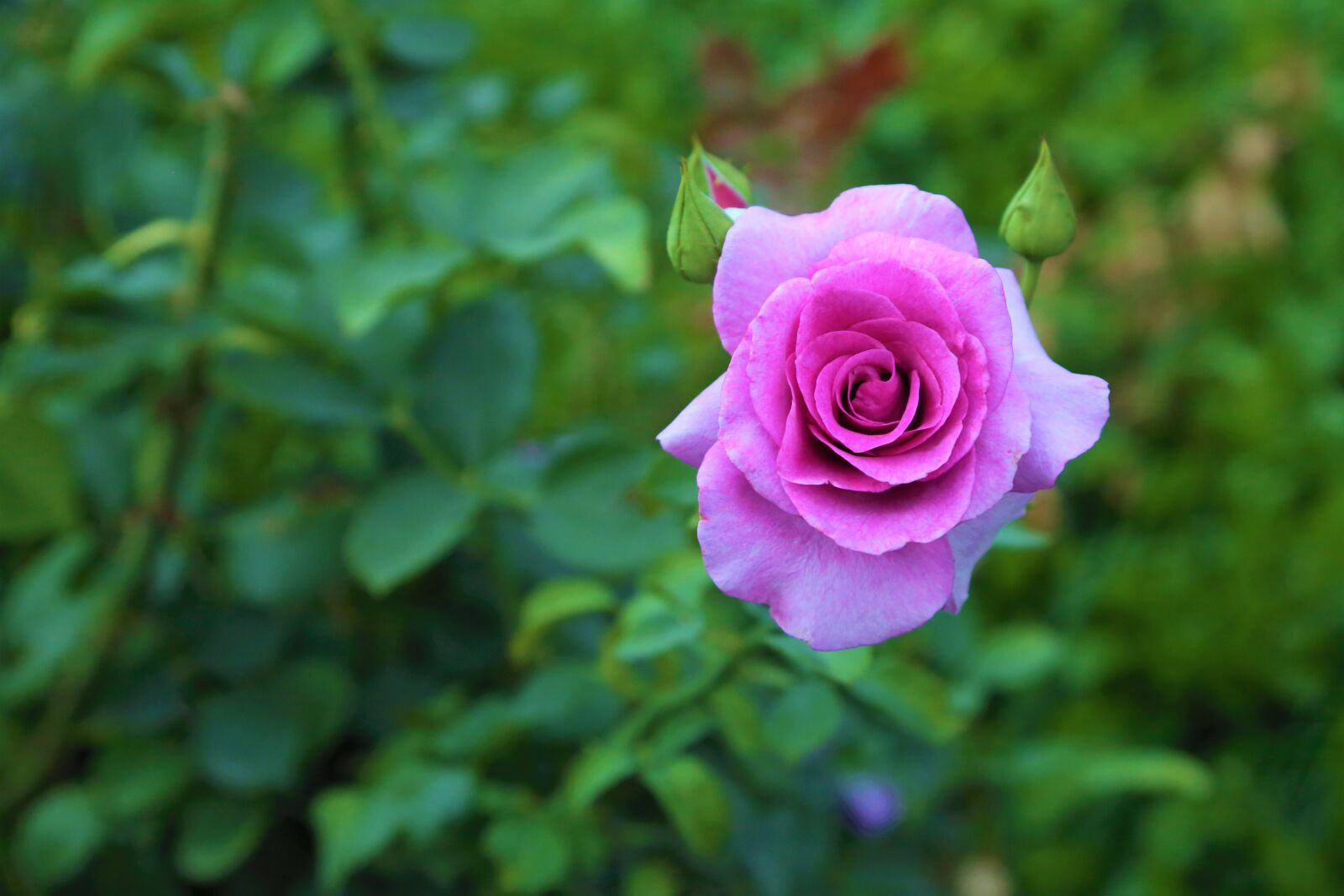 Canon EOS 6D + Canon EF 24-105mm F4L IS USM sample photo. Rose, flower, petals photography