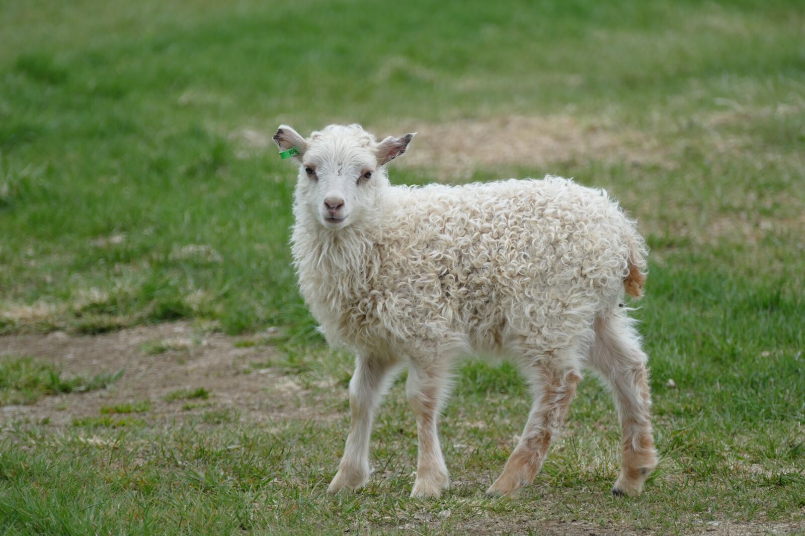 Panasonic Lumix DMC-FZ1000 sample photo. Sheep, small, animal photography