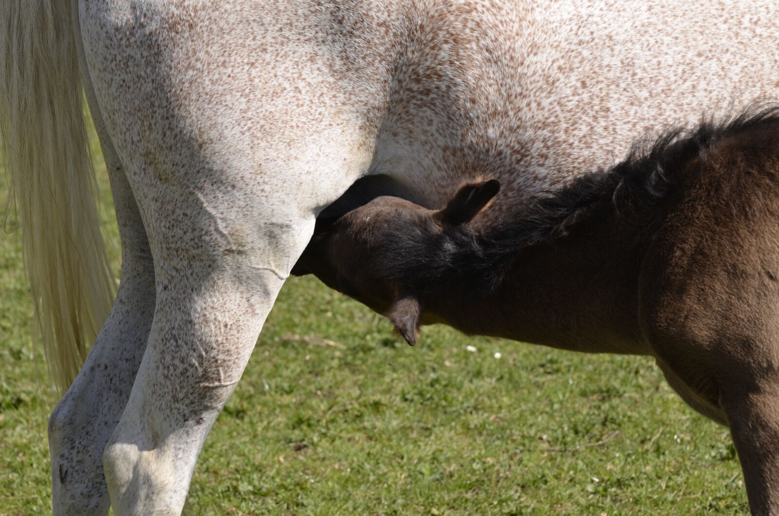 Nikon D5100 sample photo. Main and state stud photography