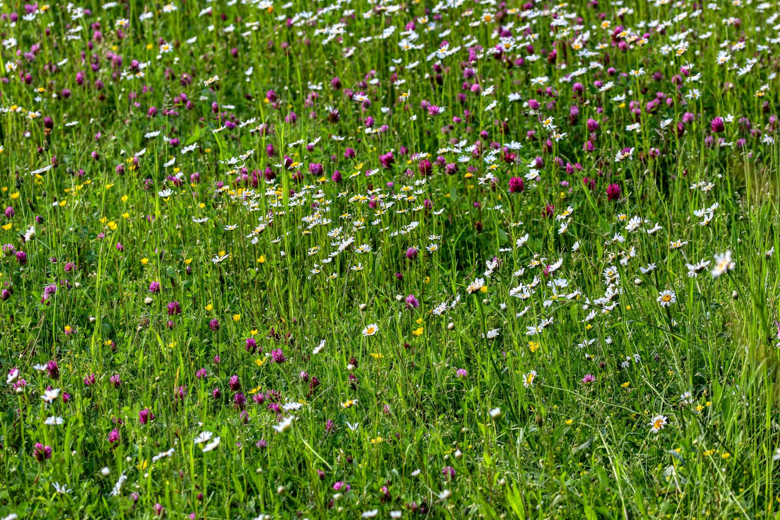 Canon EOS 80D sample photo. Flower meadow, meadow, flora photography