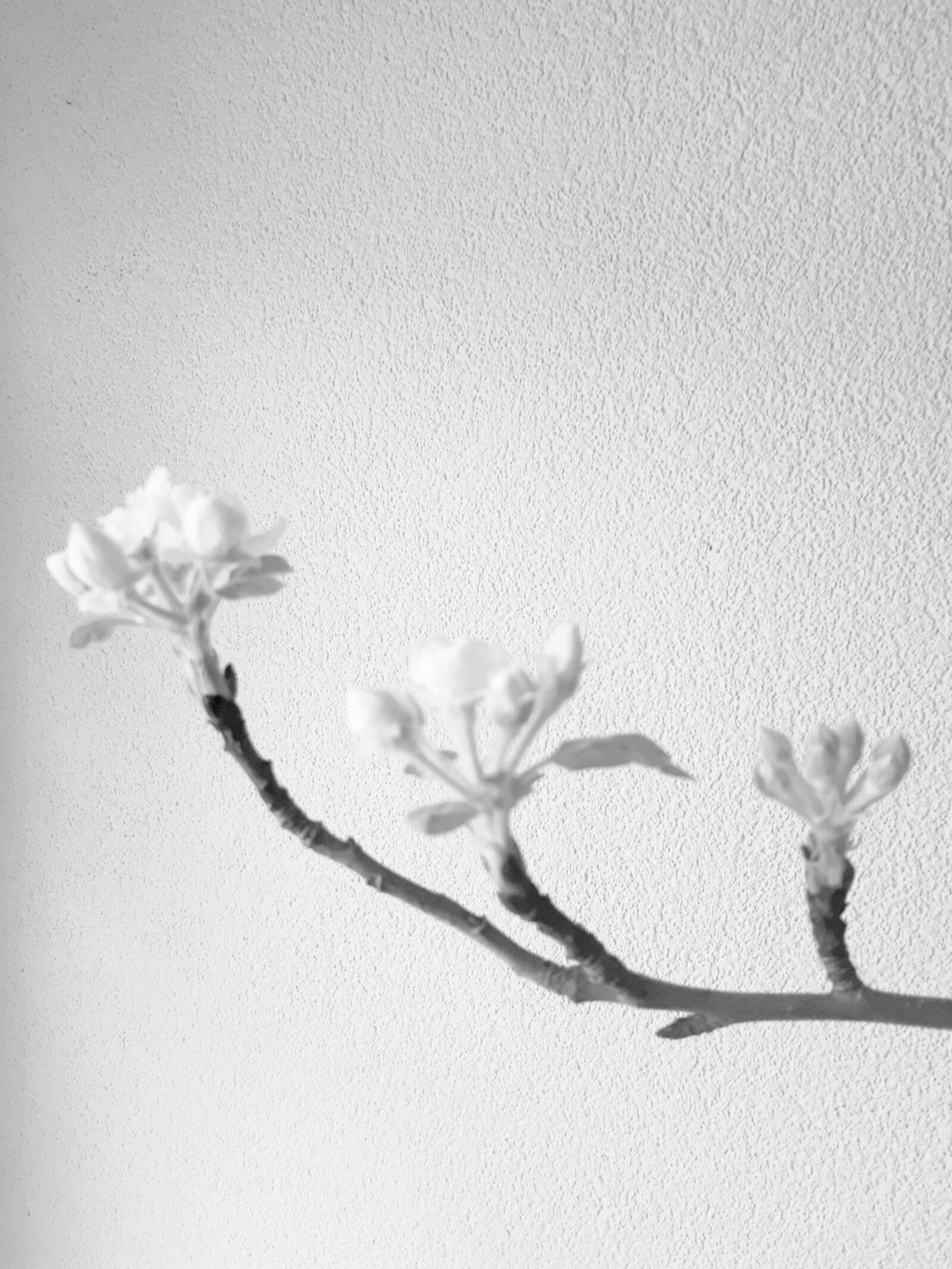 Samsung Galaxy A5(2017) sample photo. Apple, spring, flower photography