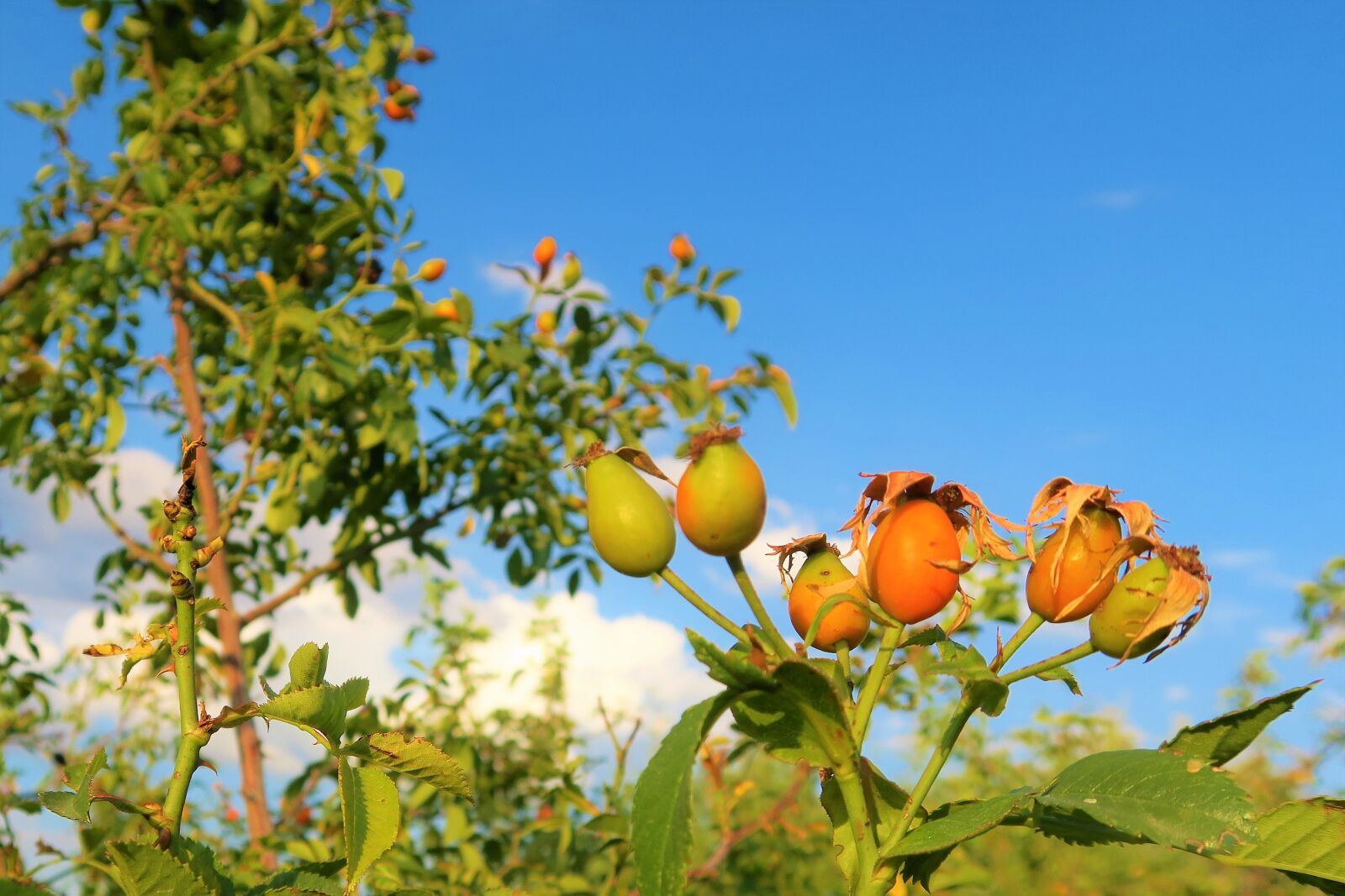 Canon PowerShot G7 X sample photo. Rosehip, nature, plant photography