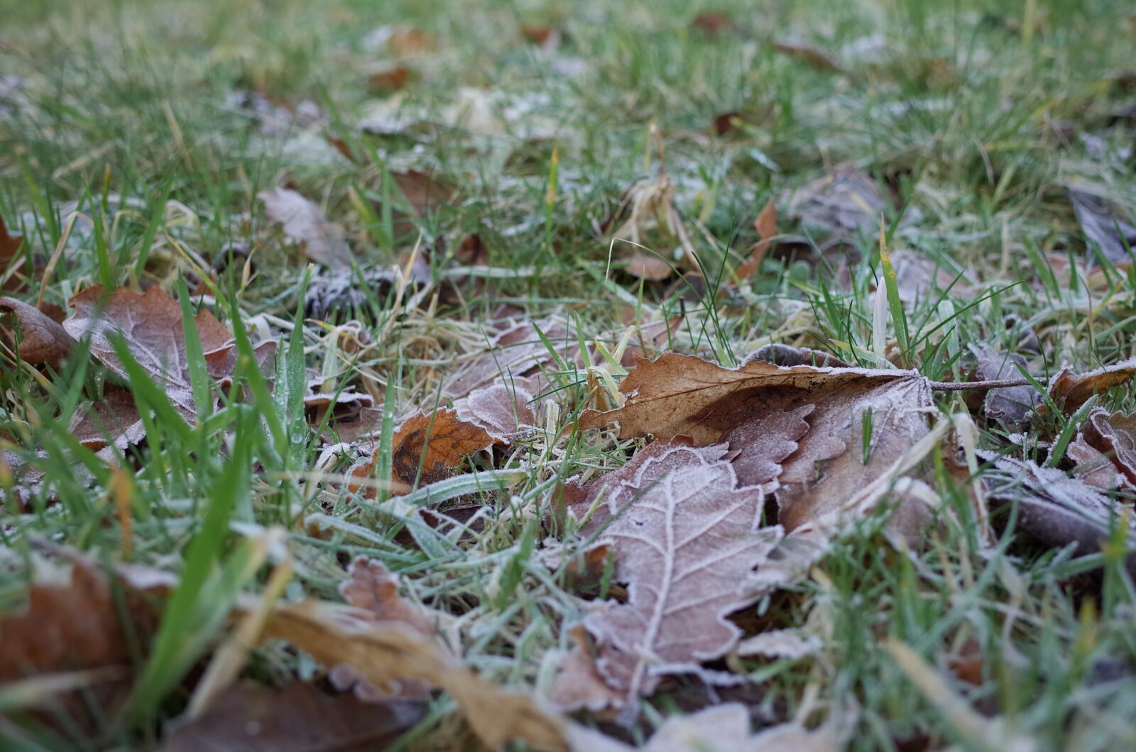 GR Lens sample photo. Scotland, aberdeen, frost photography
