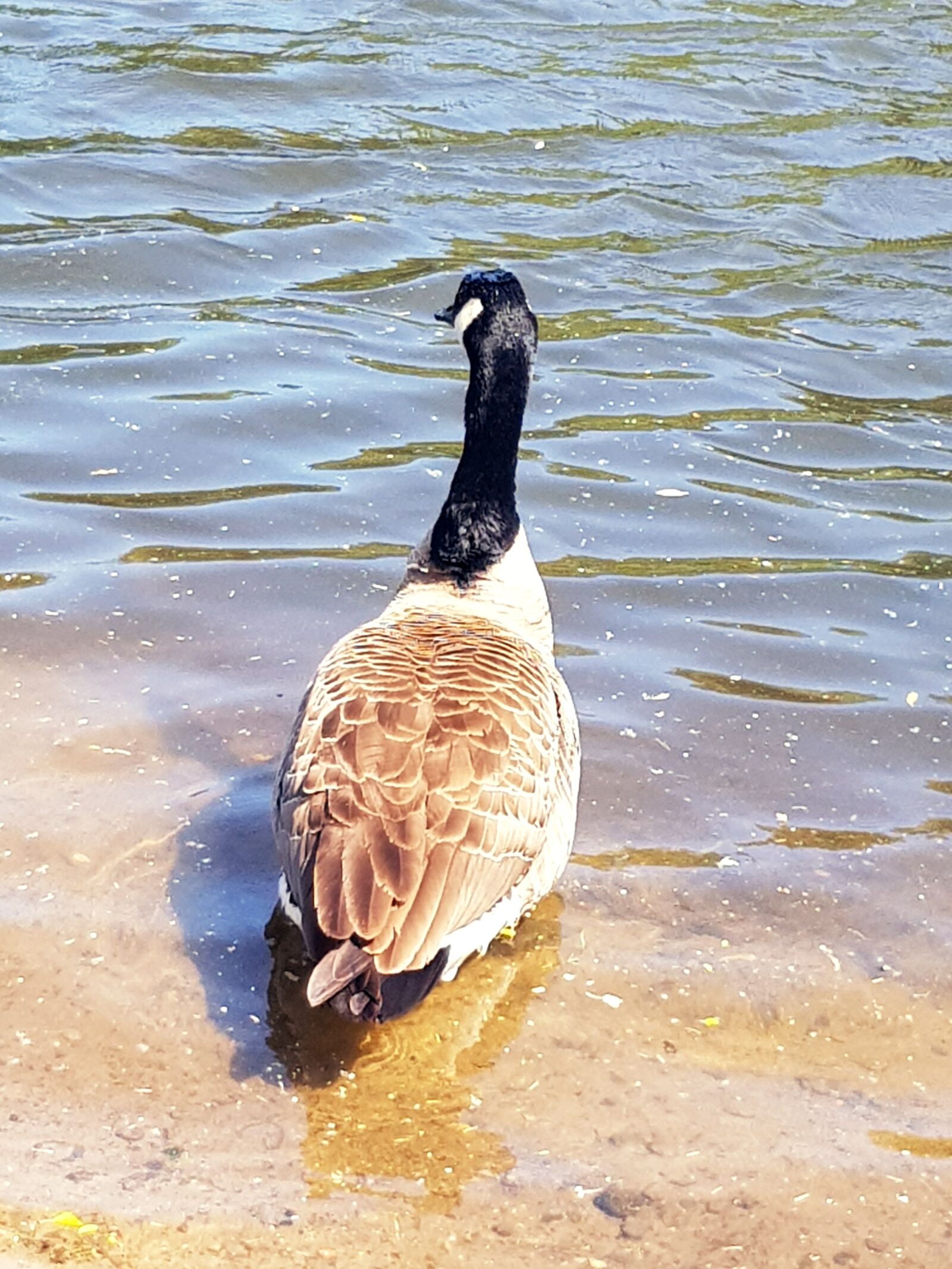 Samsung Galaxy S8 sample photo. Canada goose, goose, bird photography