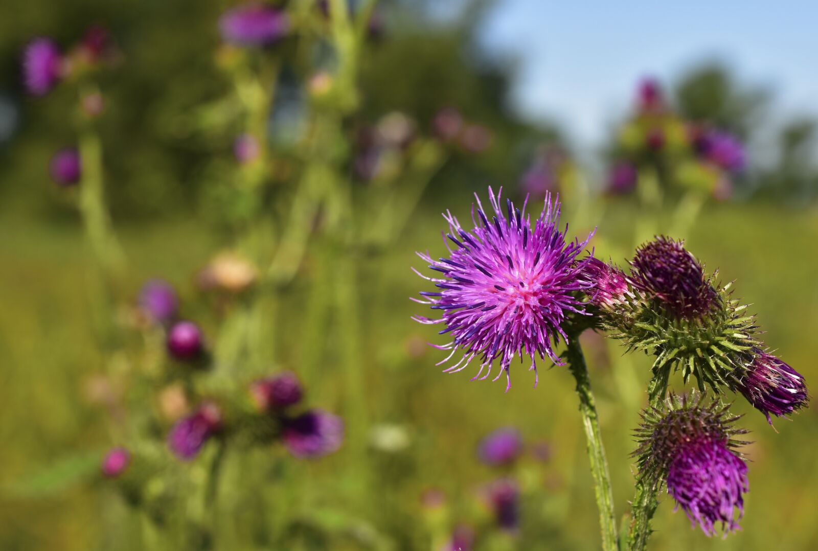 Nikon D5600 sample photo. Thistle, thistle flower, blossom photography