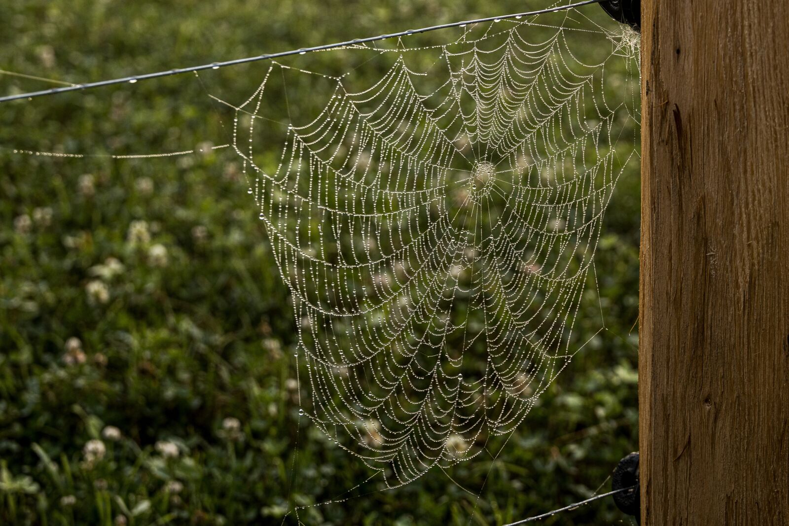 Canon EOS R sample photo. Cobweb, web, structure photography