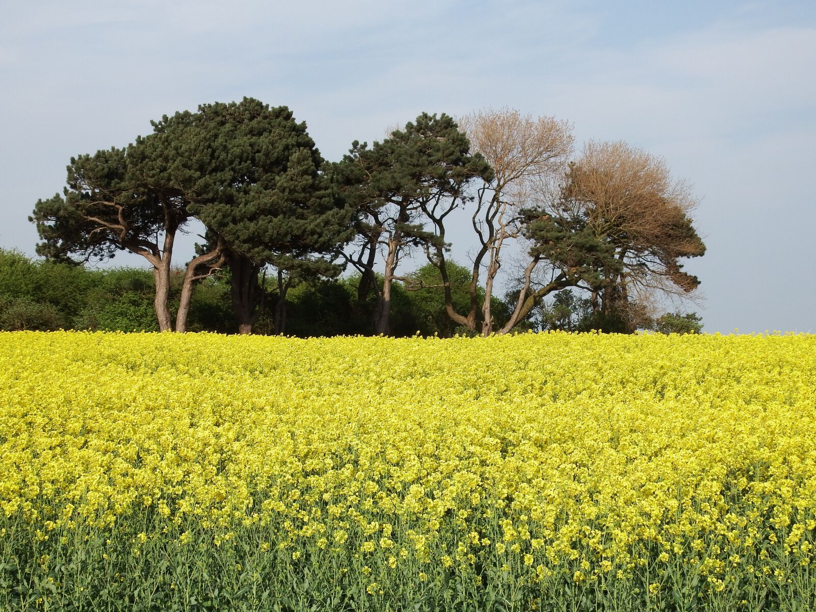 Fujifilm FinePix S1 sample photo. Trees, rapeseed, rapeseed oil photography