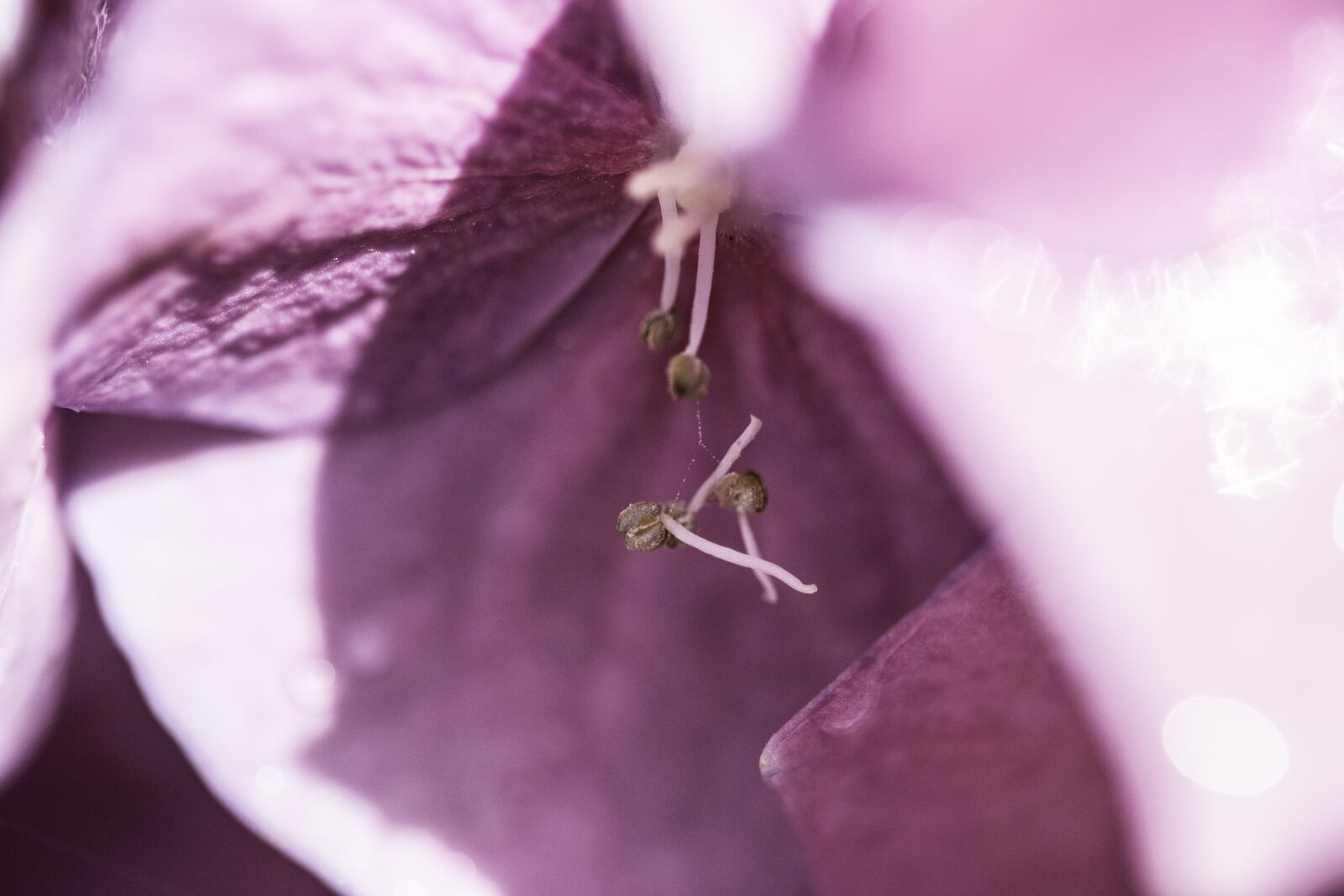 Nikon D7200 sample photo. Blossom, bloom, pink photography