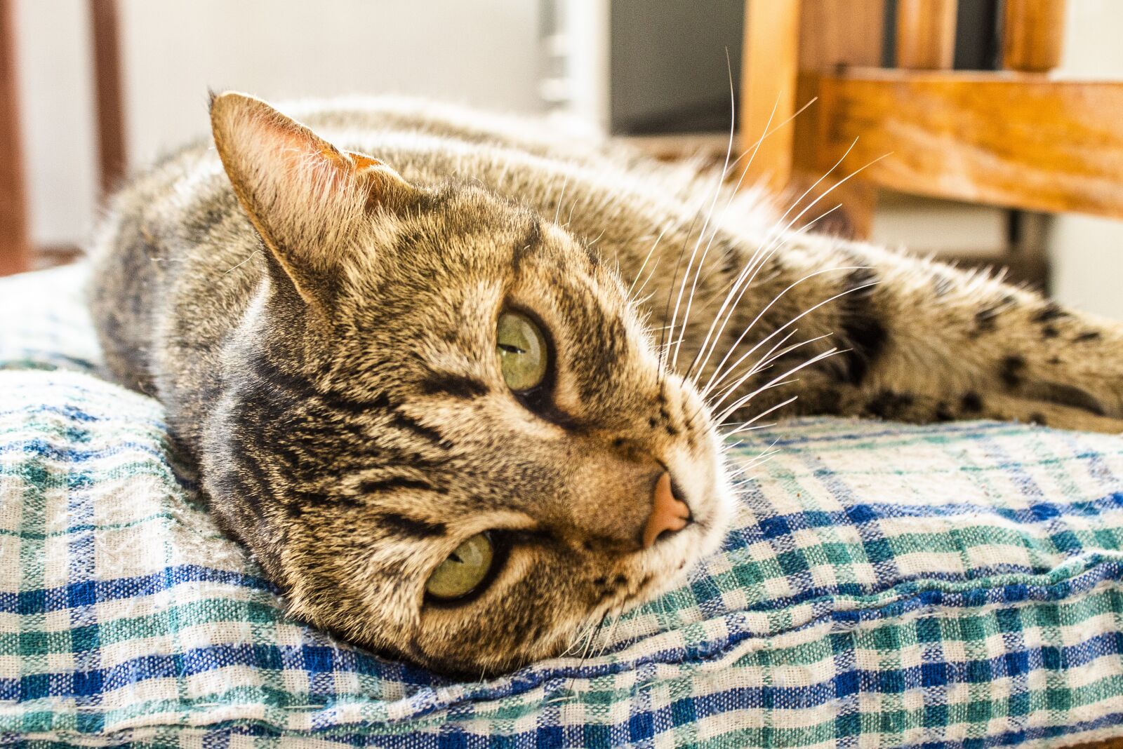 Canon EOS 1300D (EOS Rebel T6 / EOS Kiss X80) sample photo. Cat, animal, tiger photography