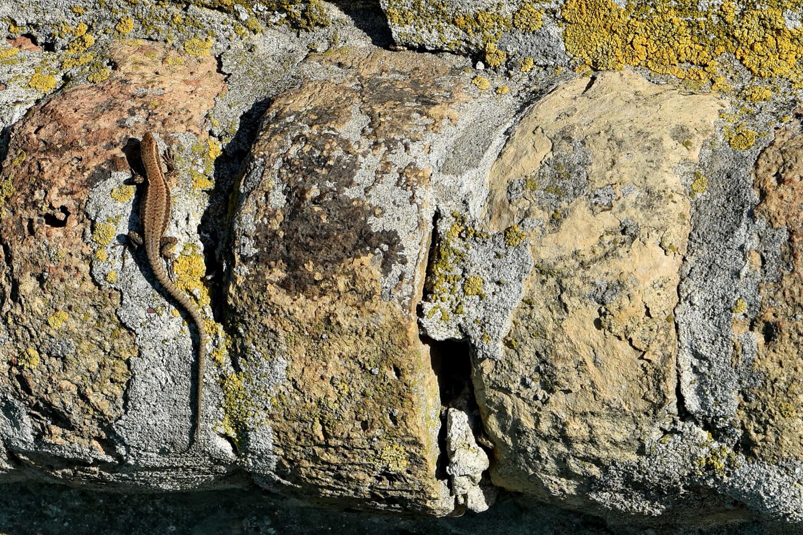 Nikon D5500 sample photo. Animal, lizard, stone wall photography