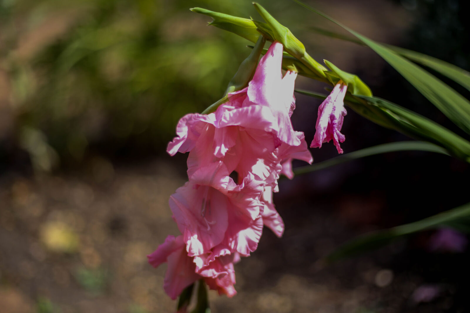 Canon EF 50mm F1.8 STM sample photo. Pink, flowers photography