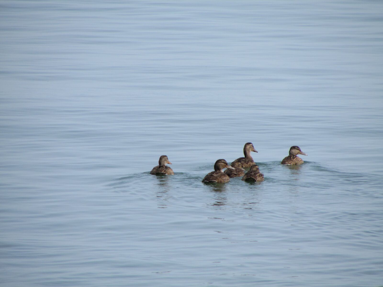 Canon PowerShot SX500 IS sample photo. Duck, water, waterpolo photography